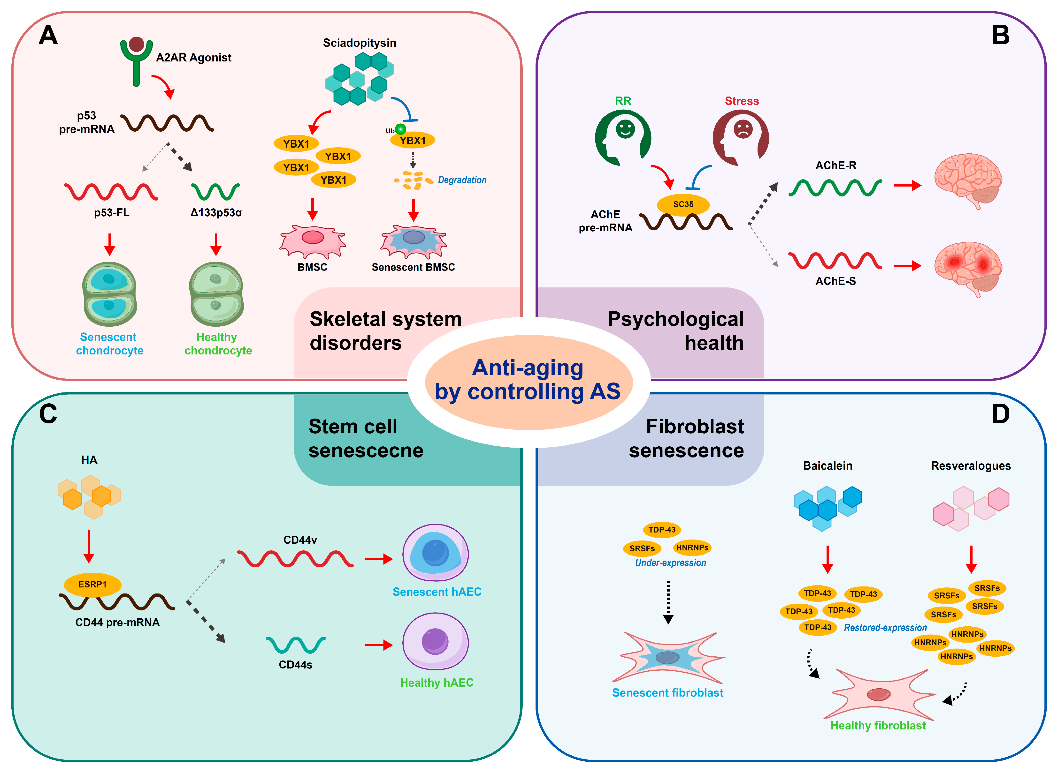 Alternative Splicing: Emerging Roles in Anti-Aging Strategies