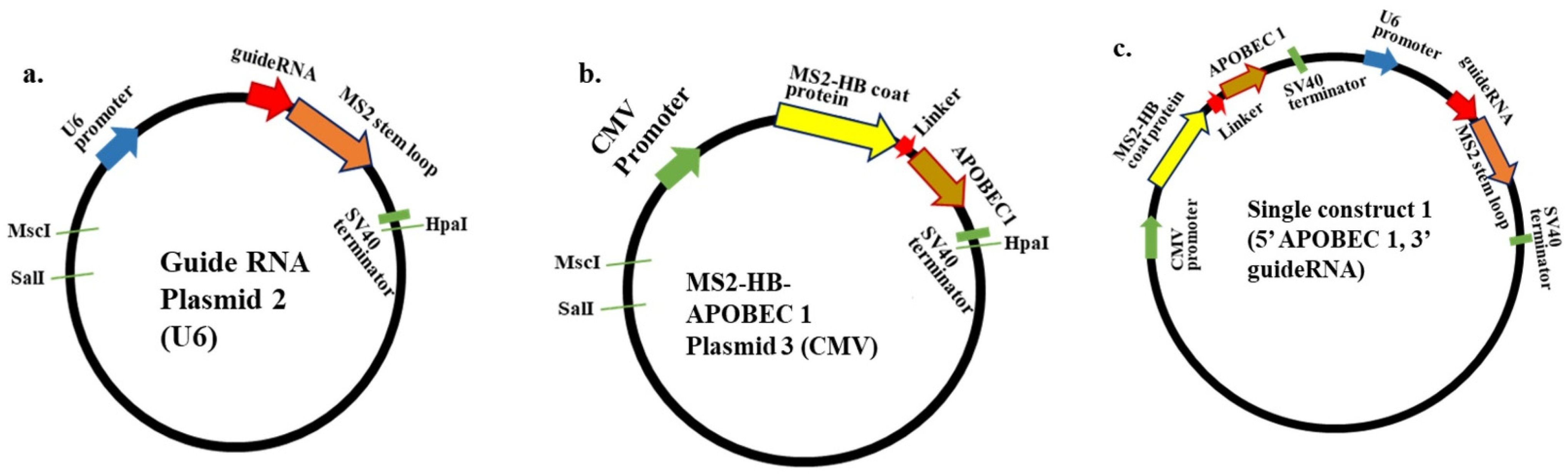 Biomolecules 15 00136 g001