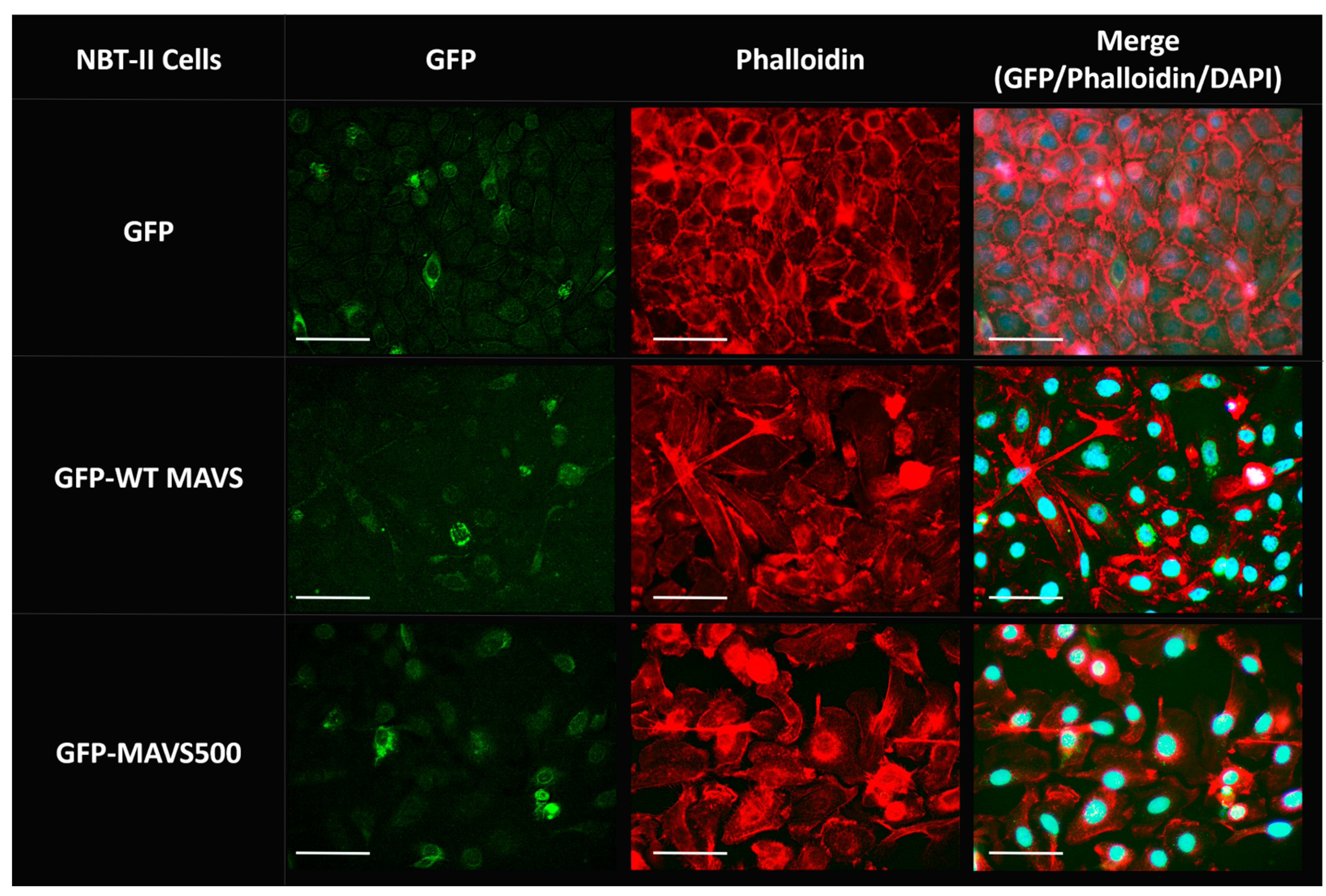 Biomolecules 15 00139 g006