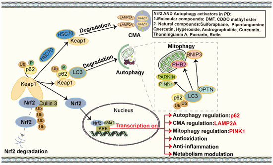 Targeting the Interplay Between Autophagy and the Nrf2