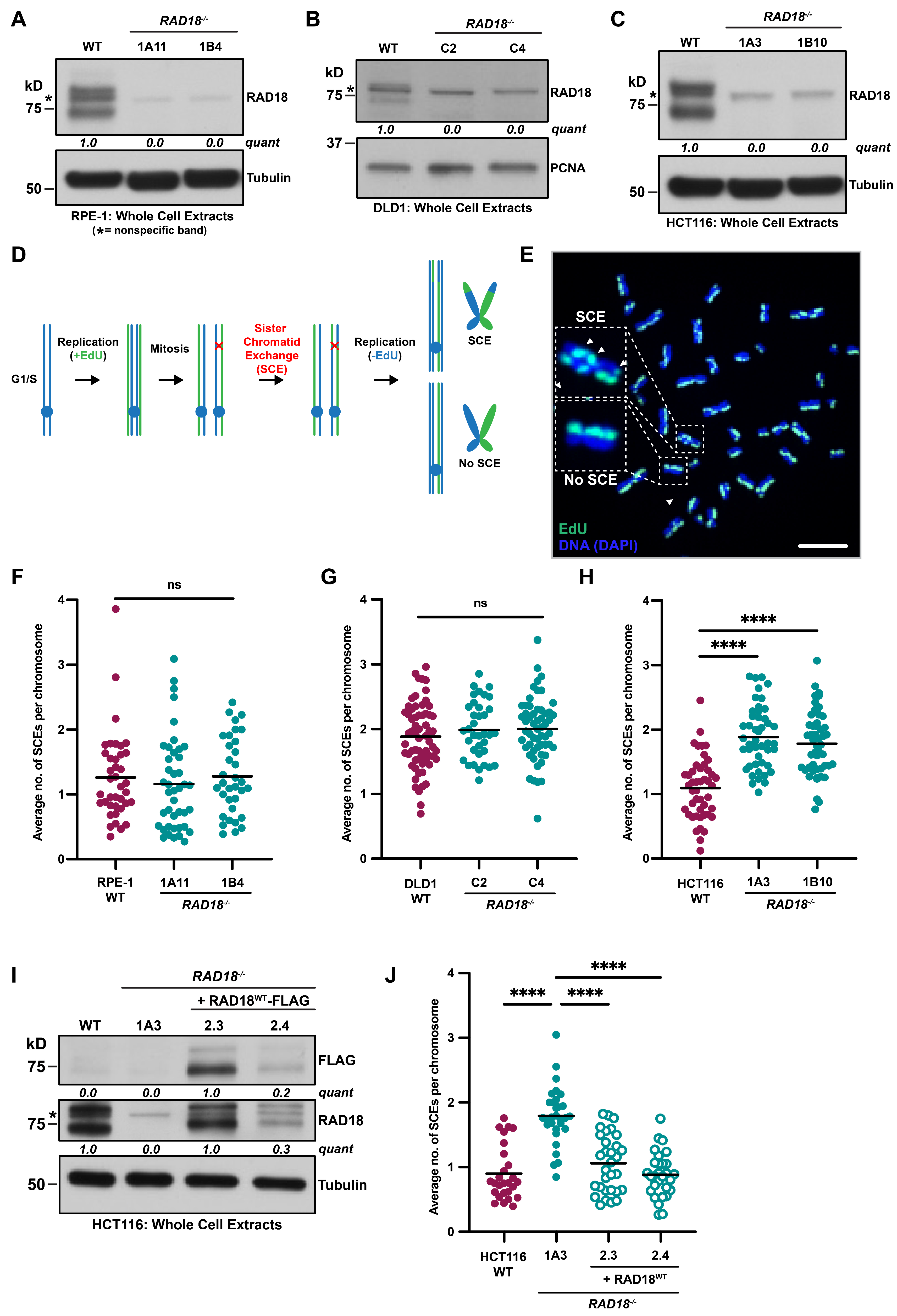Biomolecules 15 00150 g001