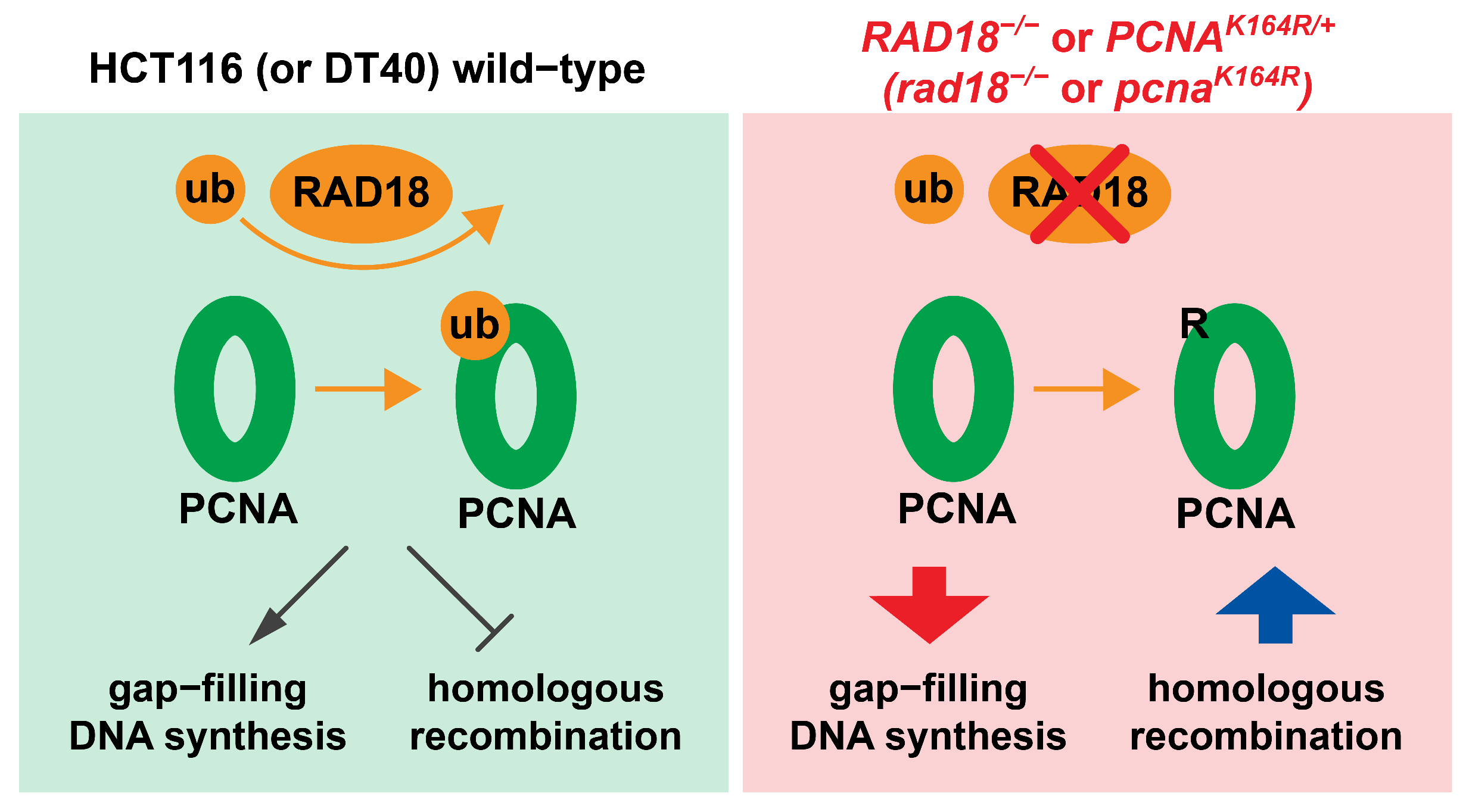 Biomolecules 15 00150 g006