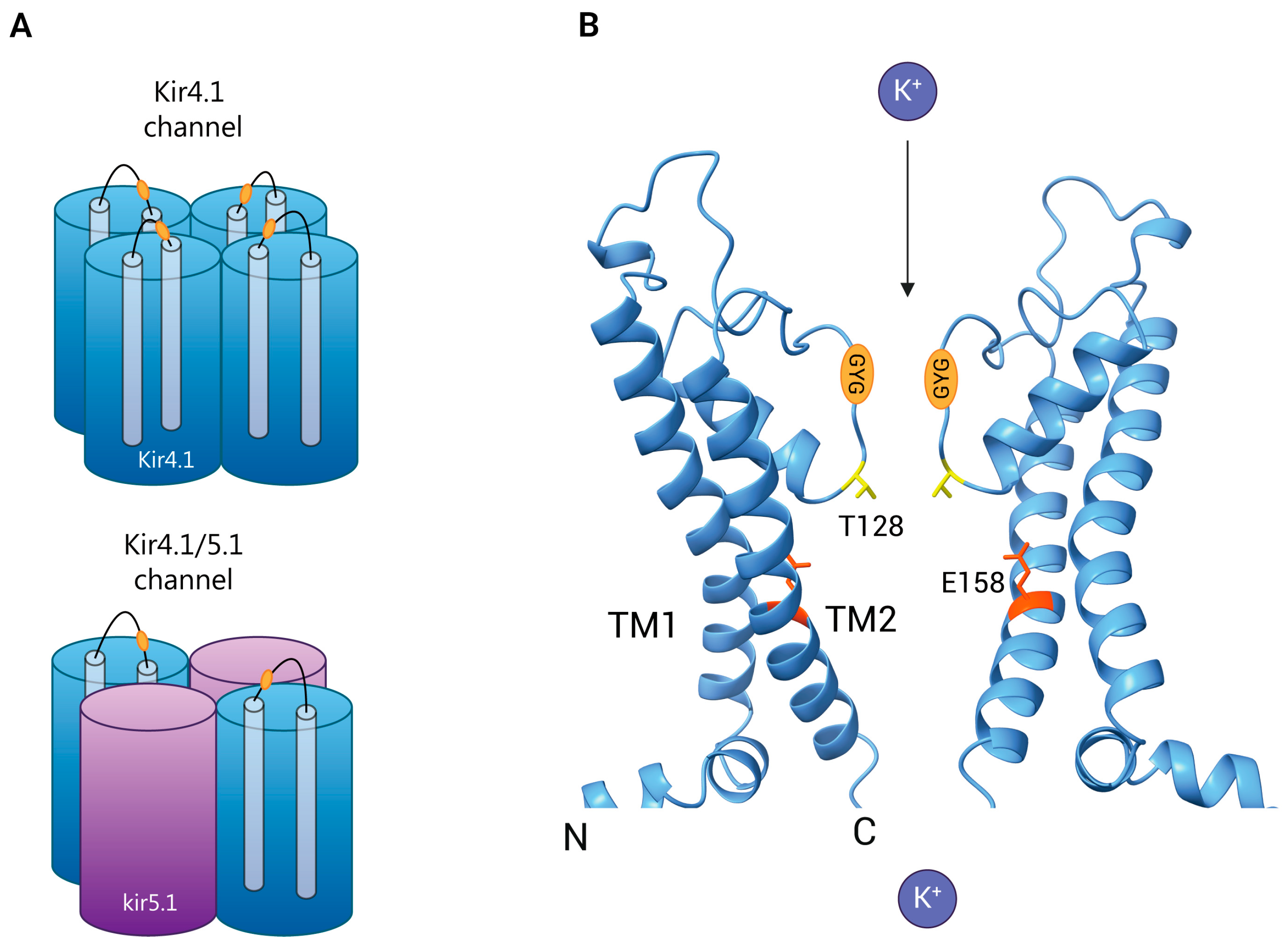 Preclinical Insights into the Role of Kir4.1 in Chronic Pain