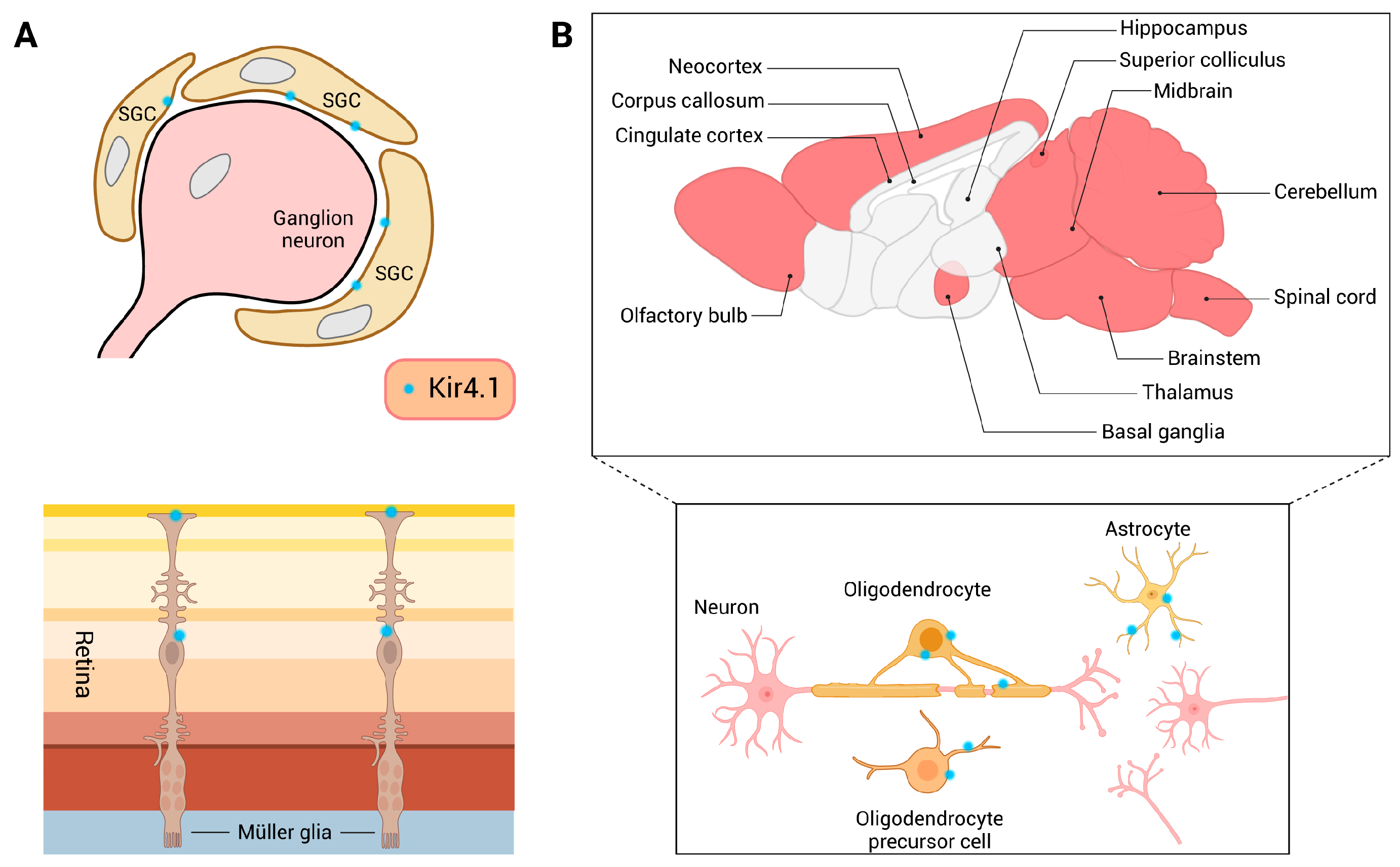 Biomolecules 15 00165 g002