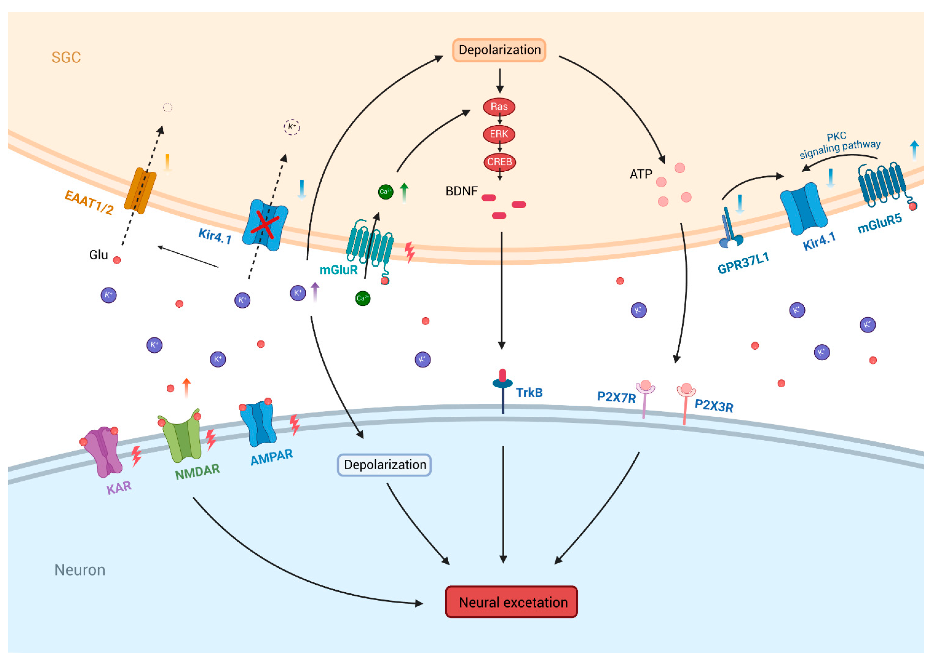Biomolecules 15 00165 g004