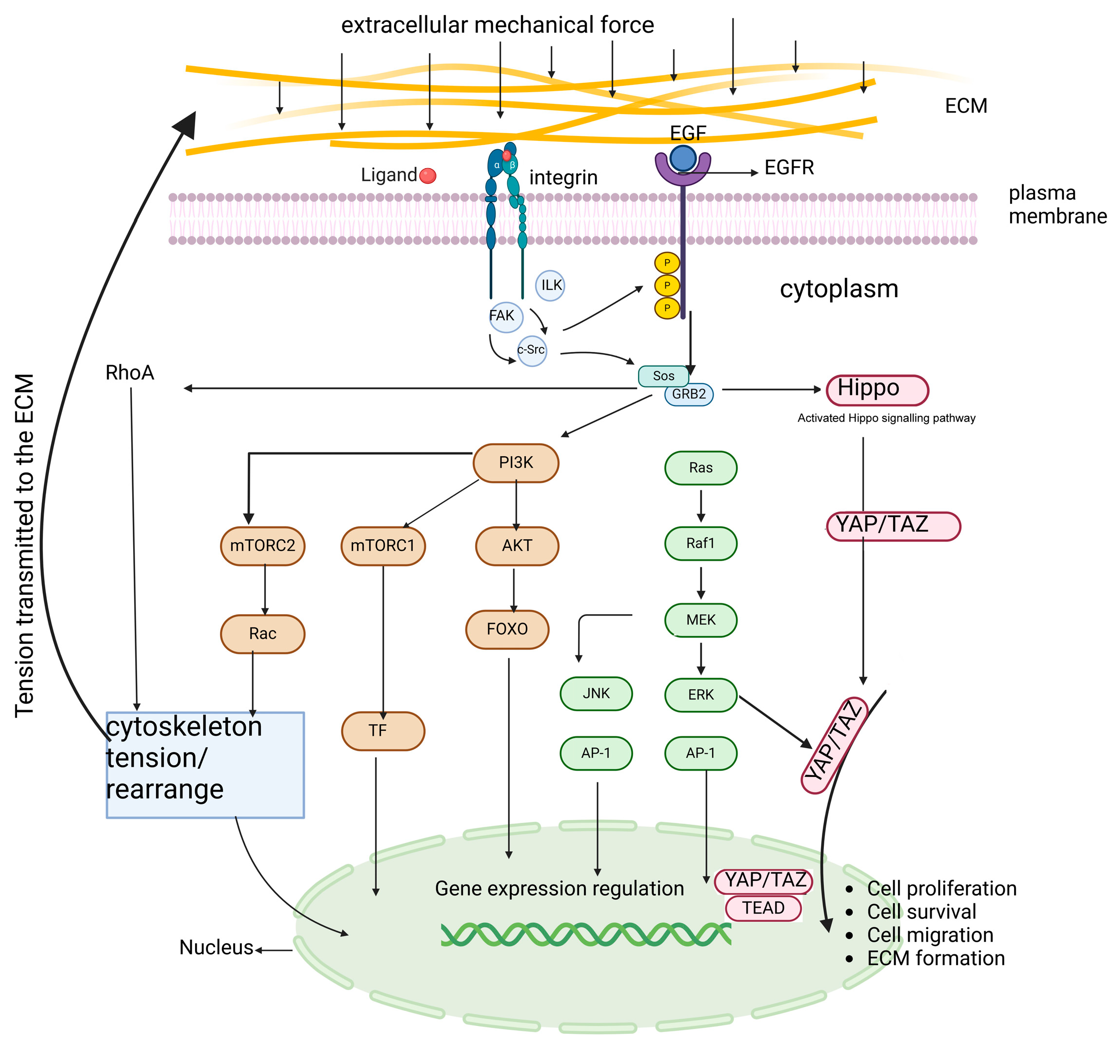 Biomolecules 15 00166 g002 Biomolecules 15 00166 g002
