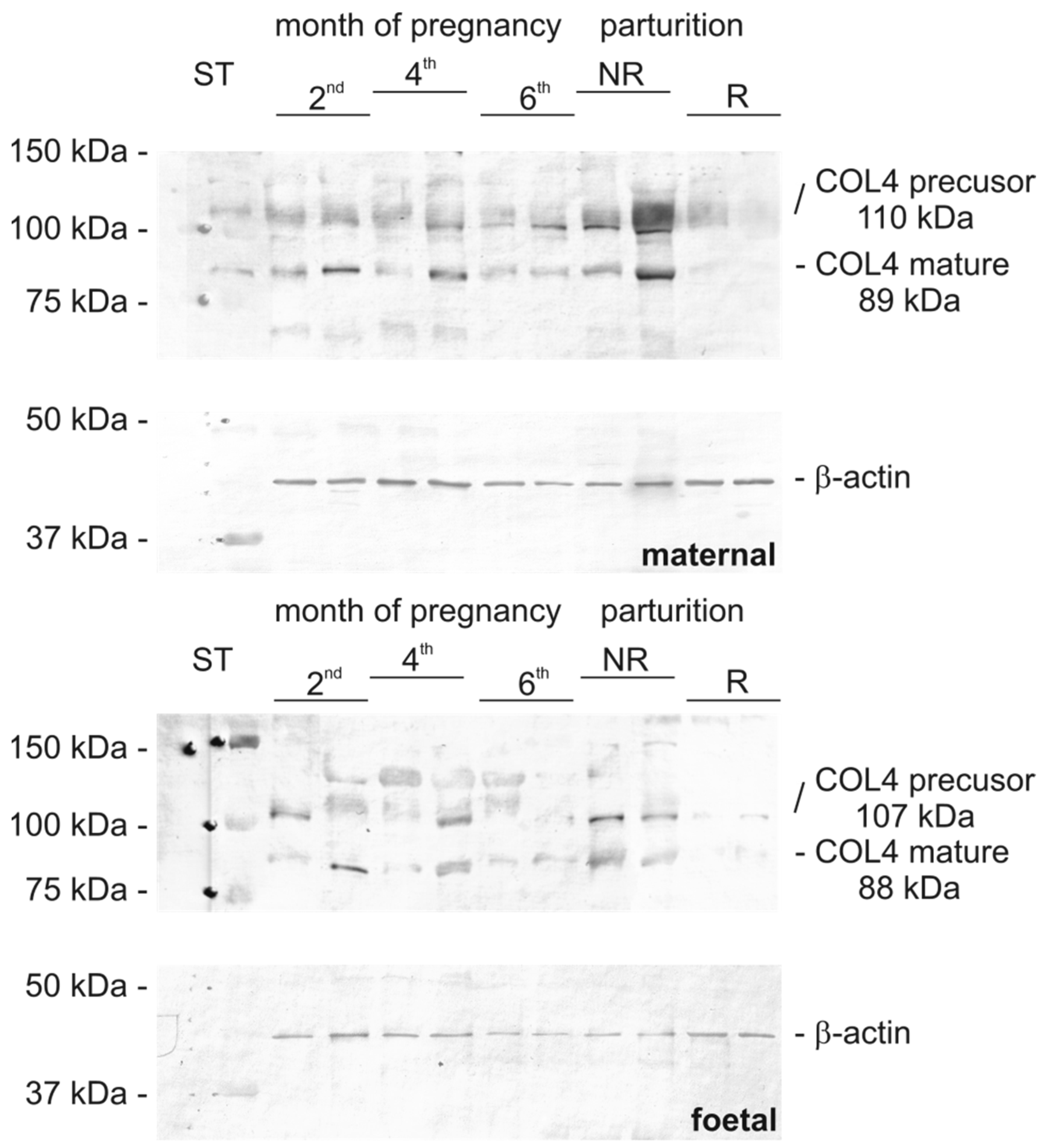 Biomolecules 15 00167 g002