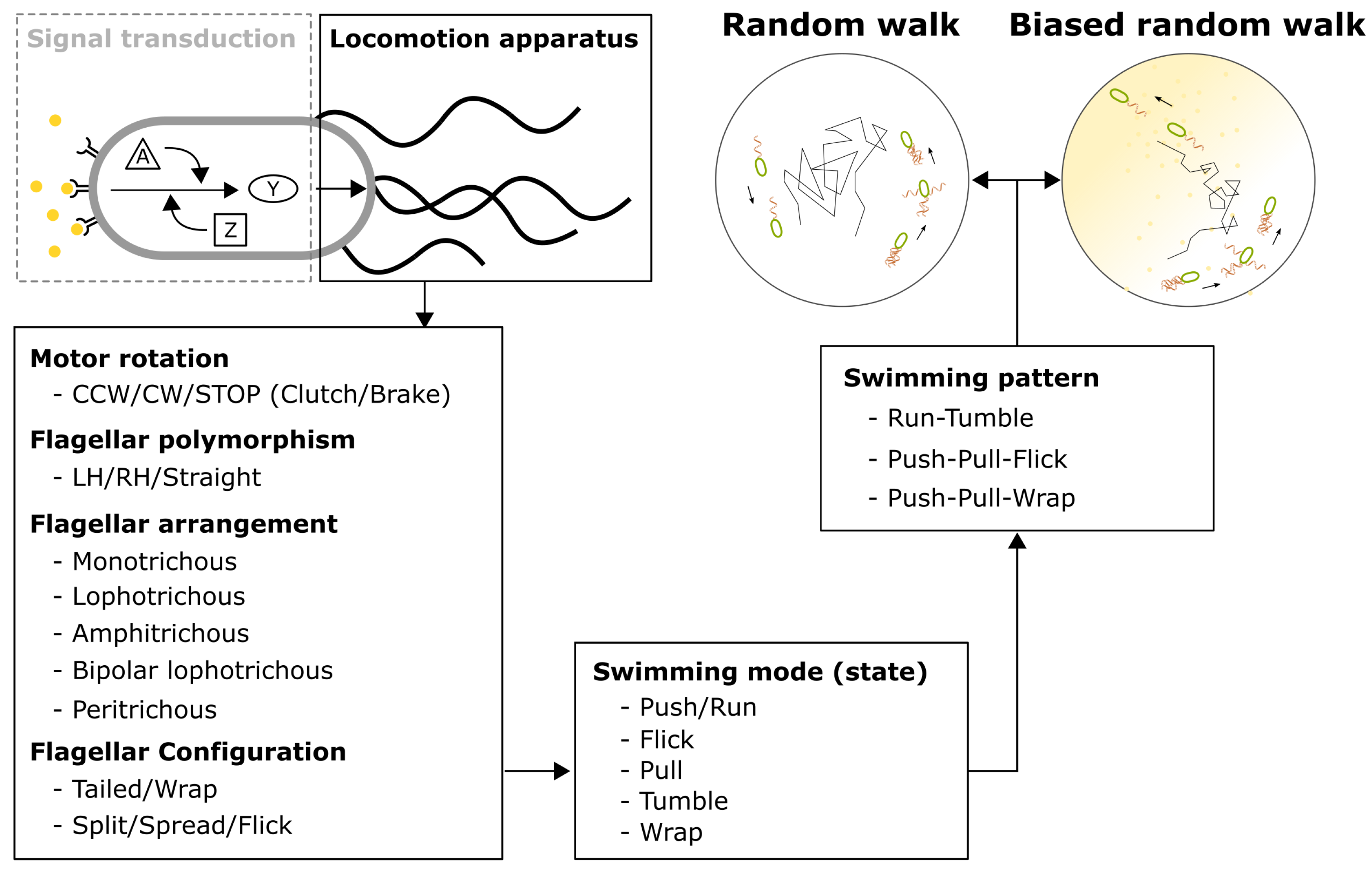 Biomolecules 15 00170 g001