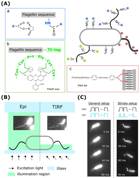 Decoding Bacterial Motility: From Swimming States to Patterns and ...