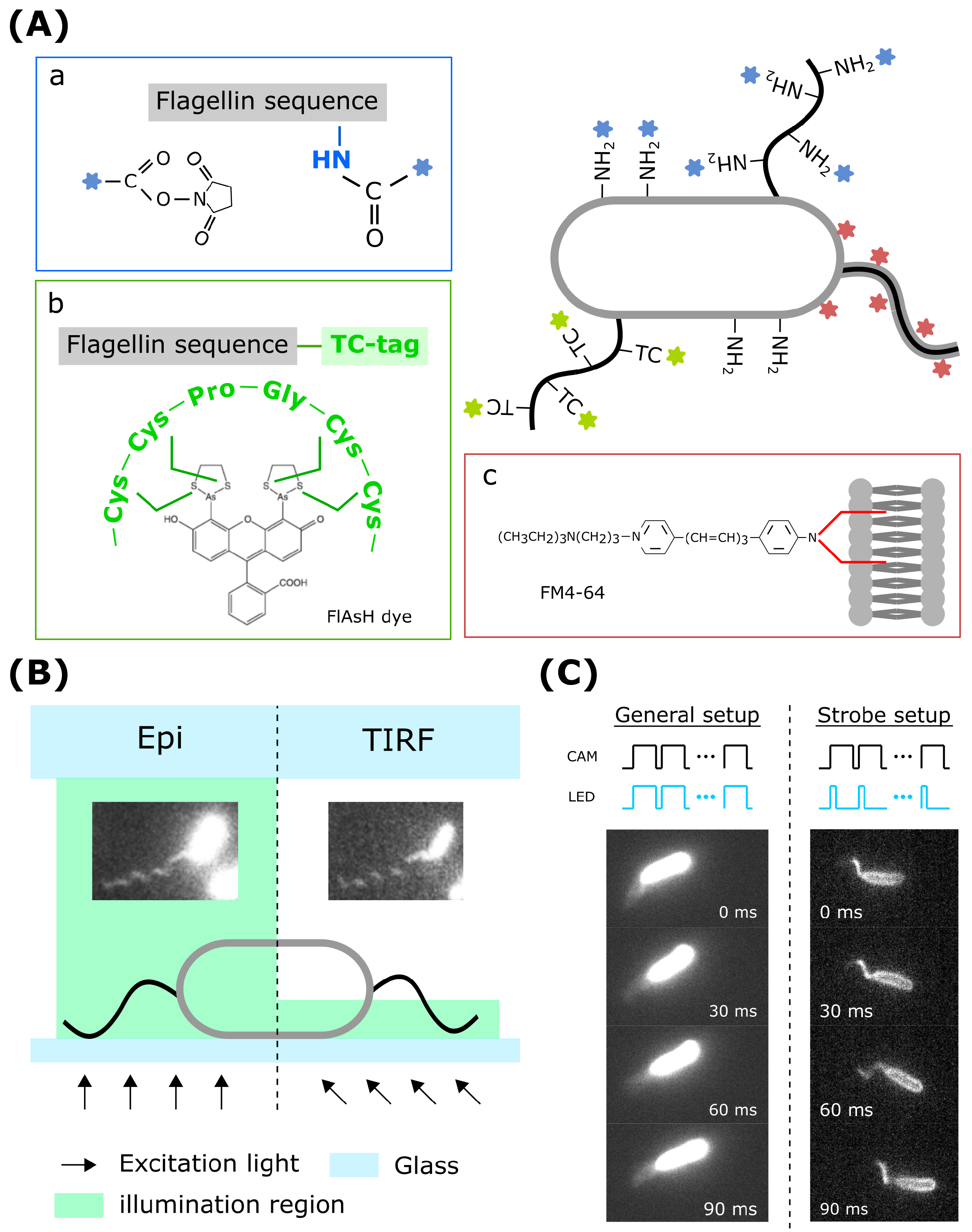 Biomolecules 15 00170 g002
