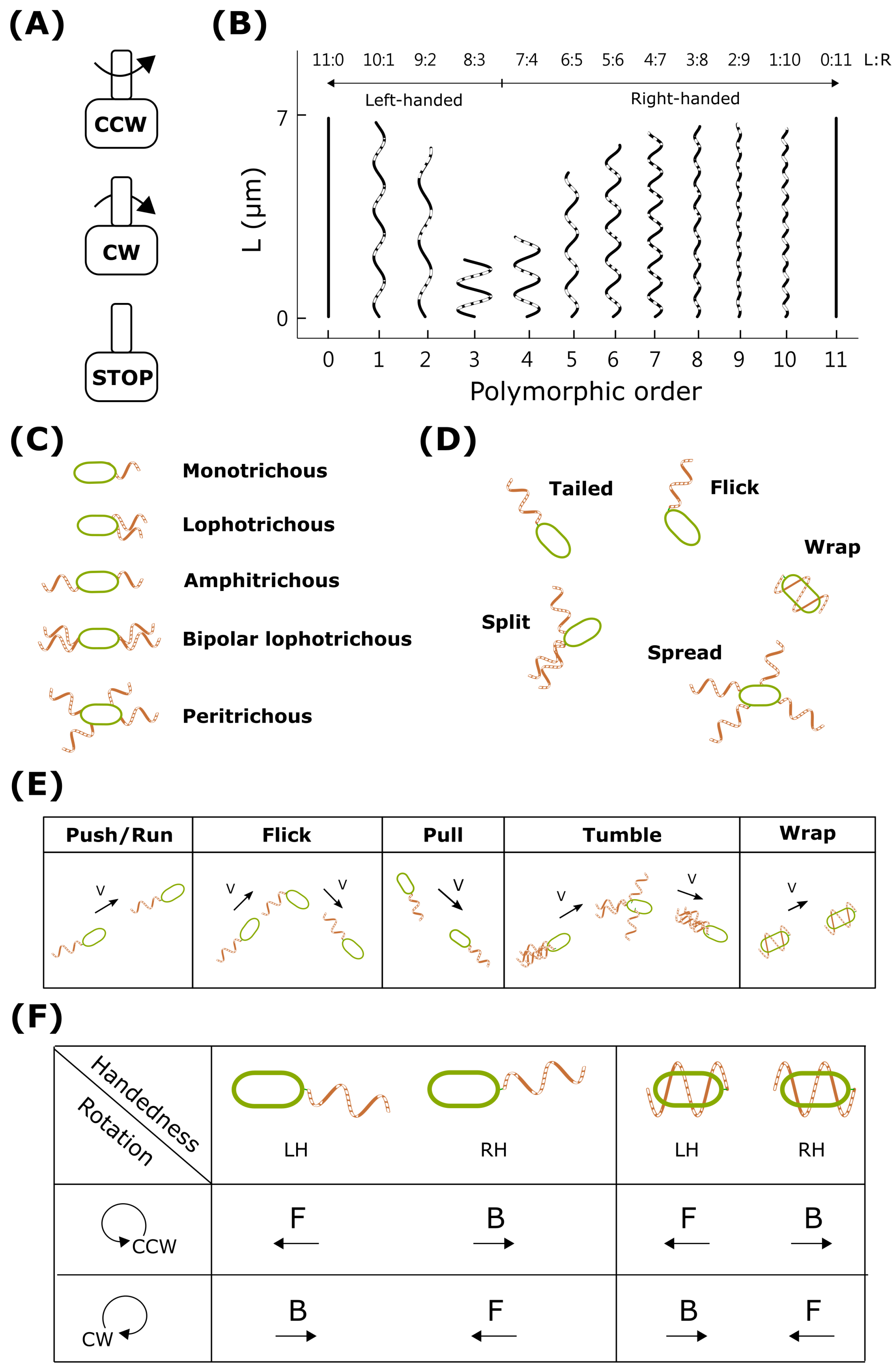 Biomolecules 15 00170 g003