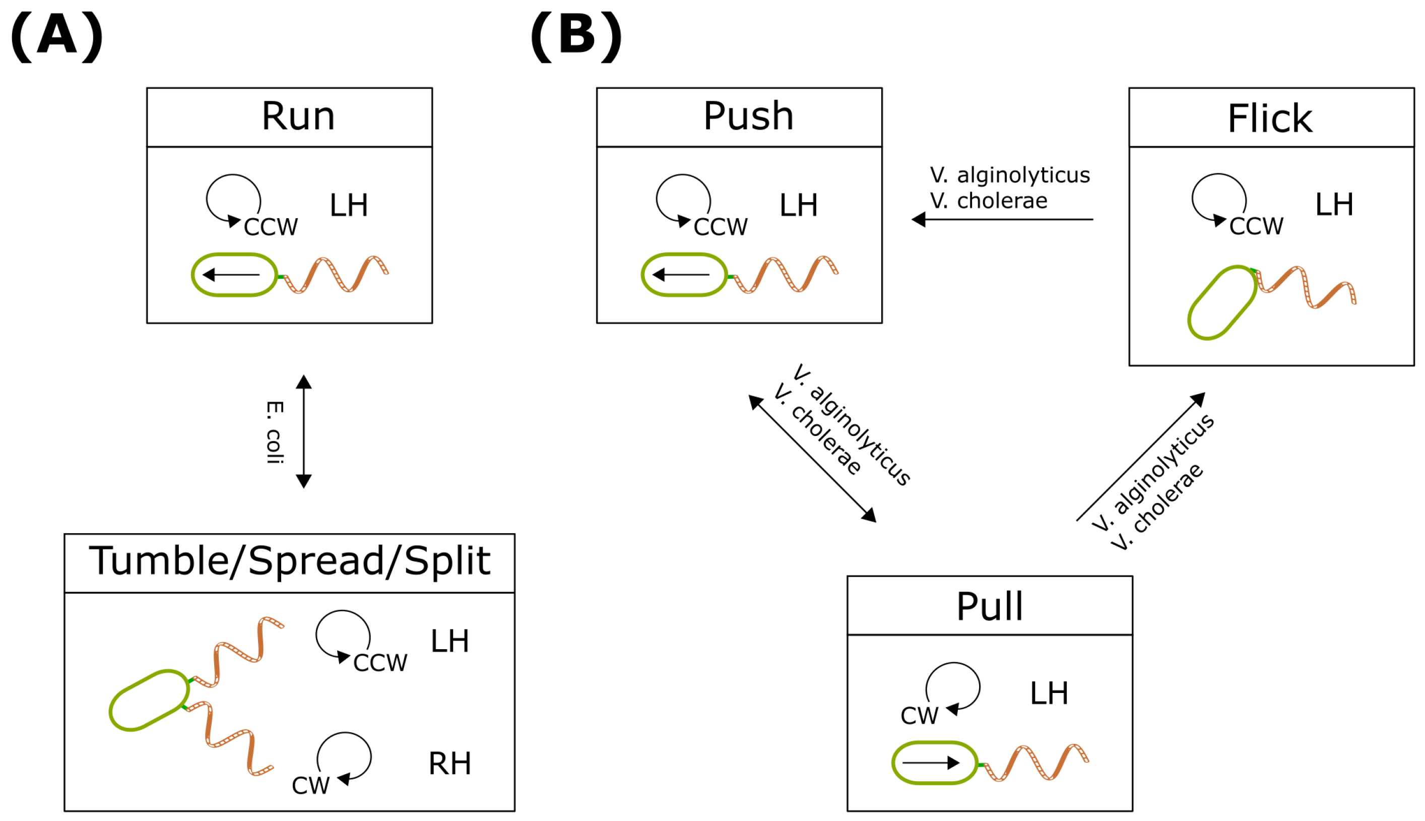 Biomolecules 15 00170 g004