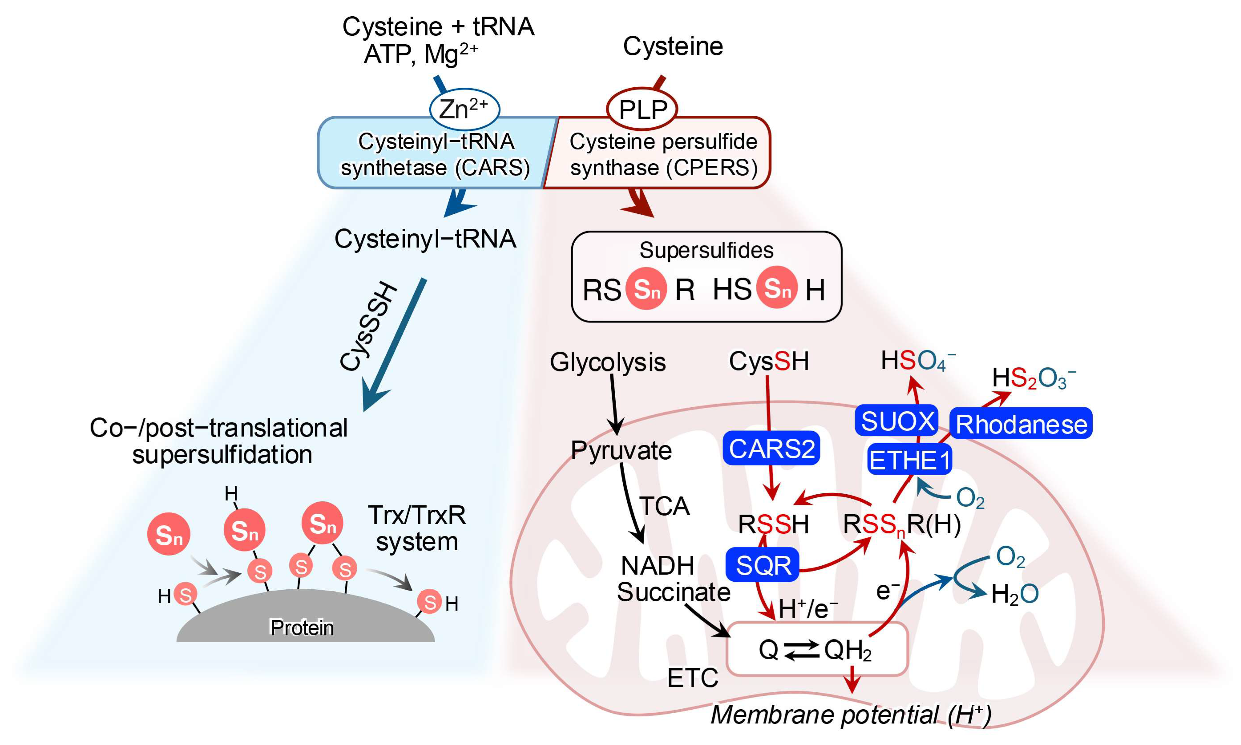 Biomolecules 15 00172 g003