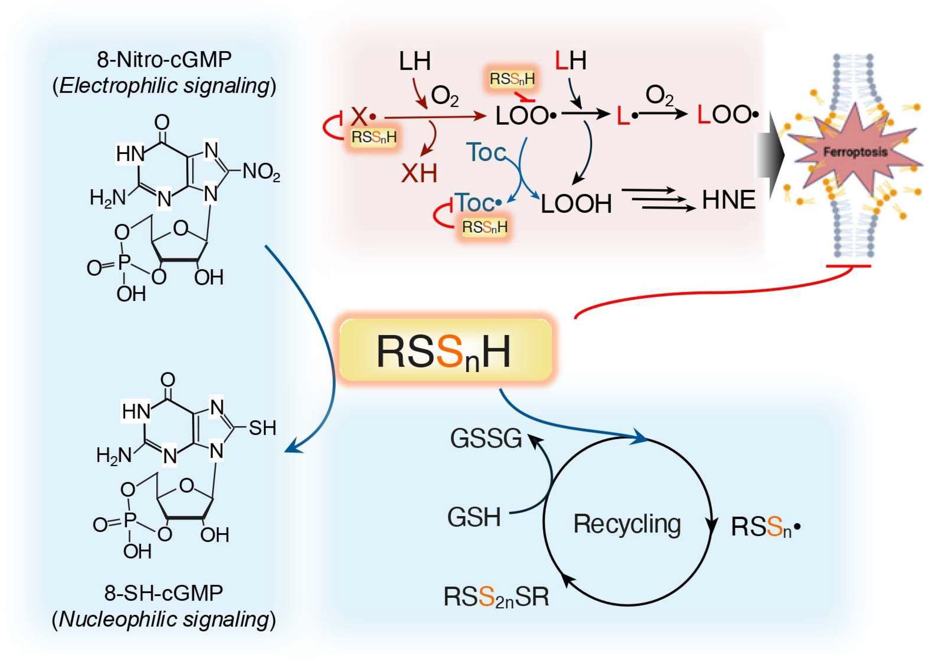 Biomolecules 15 00172 g004