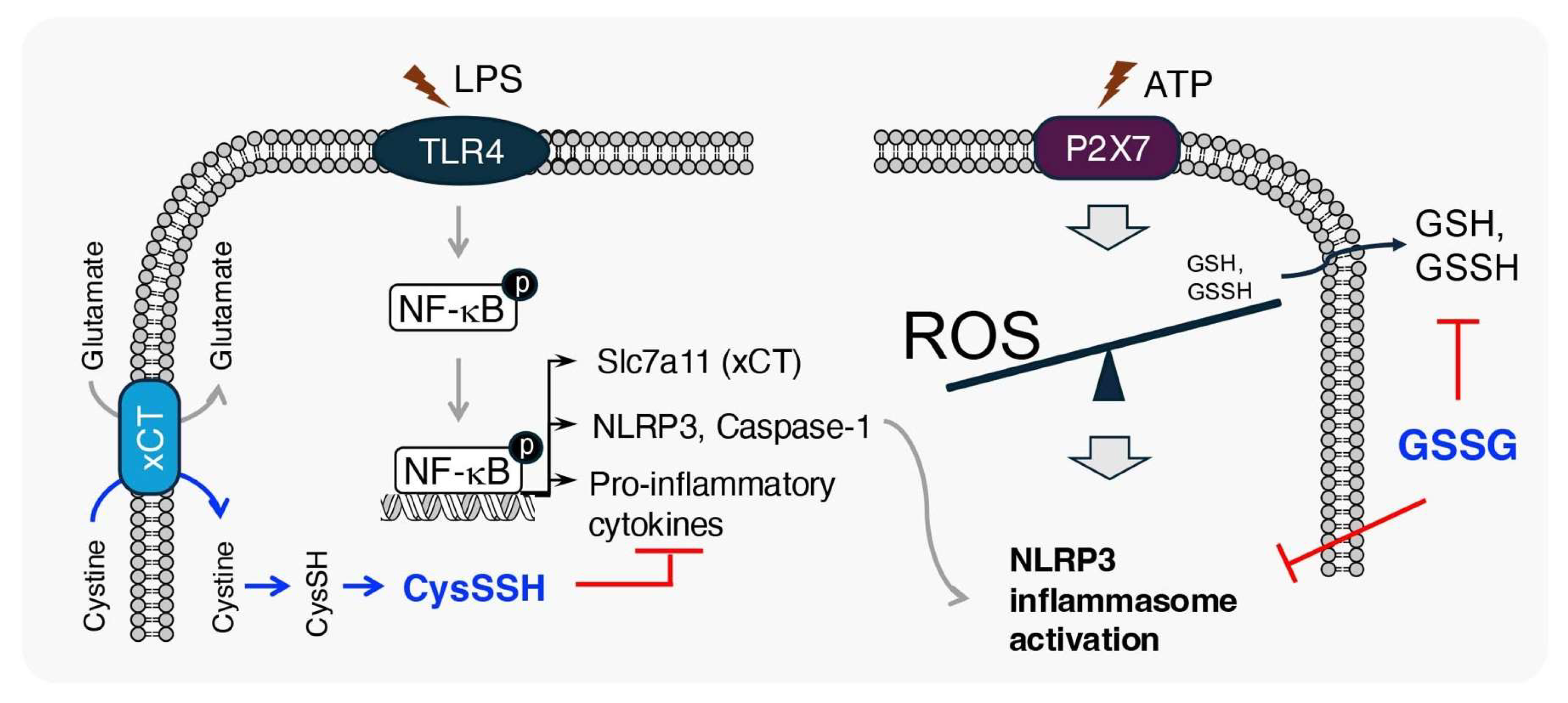 Biomolecules 15 00172 g006