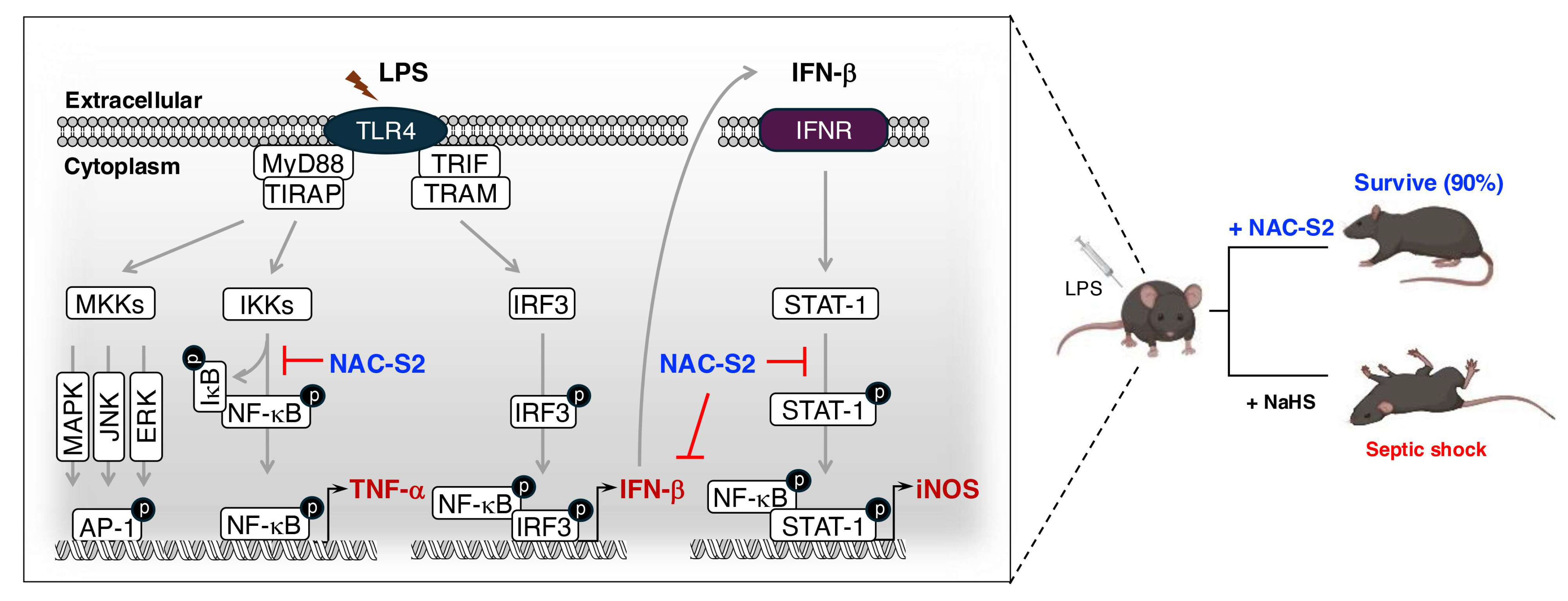 Biomolecules 15 00172 g009
