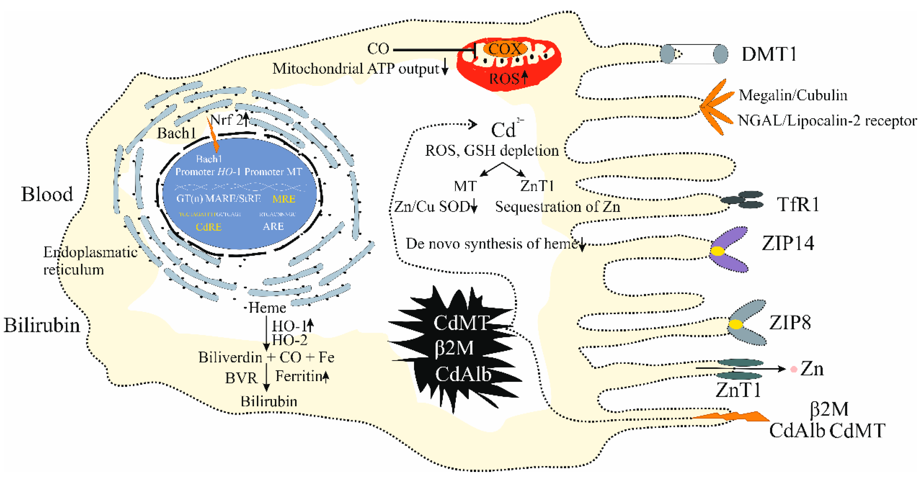 Biomolecules 15 00183 g004 Biomolecules 15 00183 g004