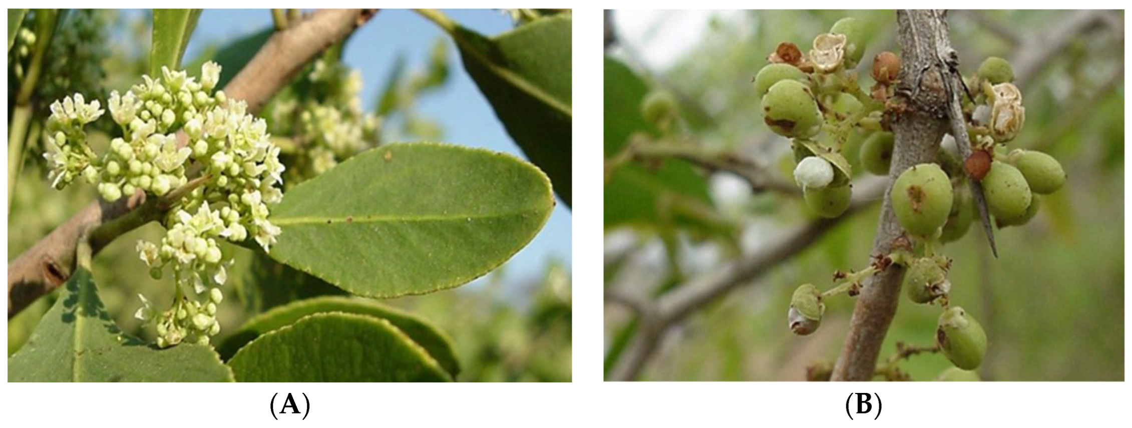 Biomolecules 15 00197 g001