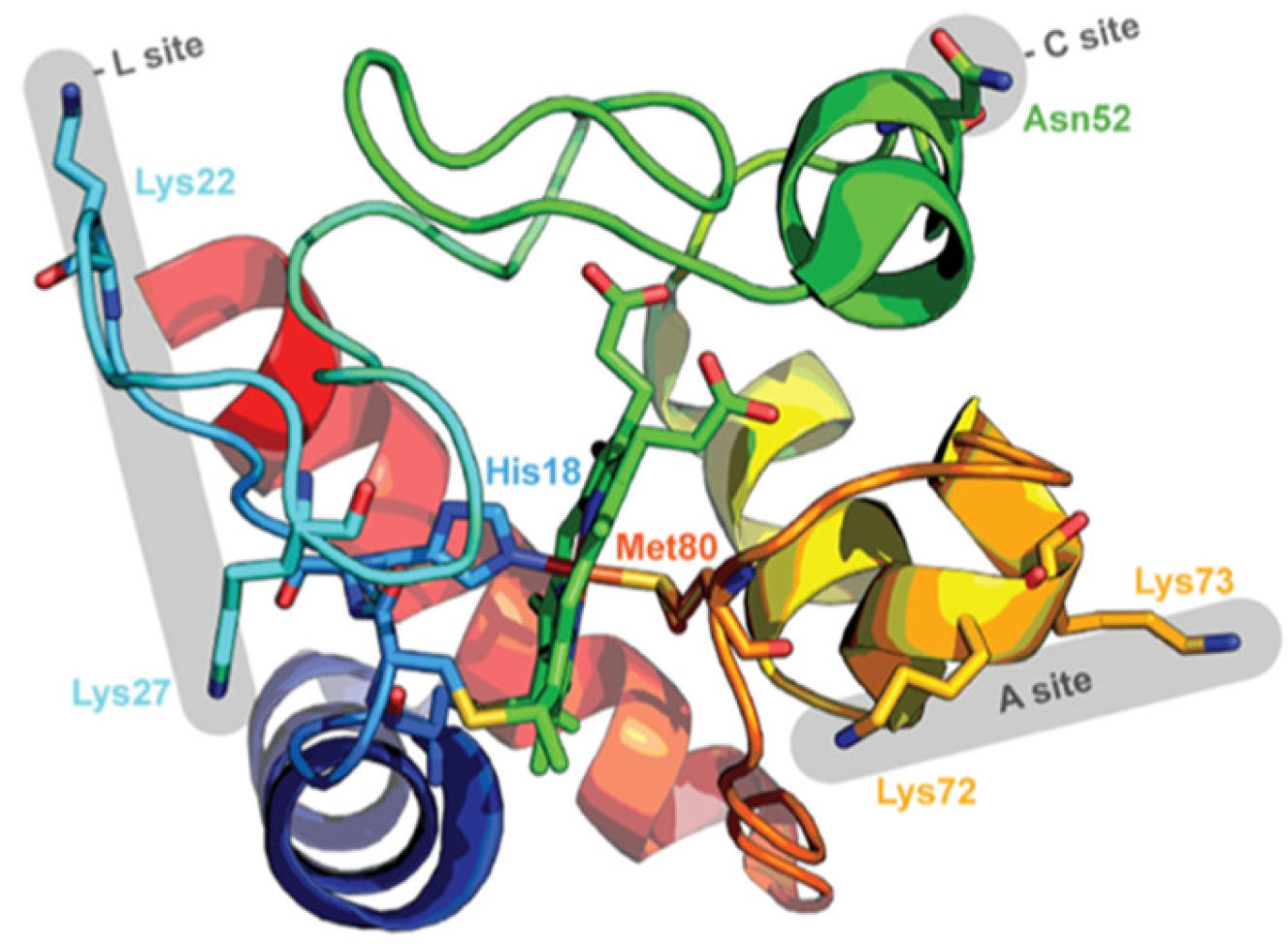 Biomolecules 15 00198 g001 Biomolecules 15 00198 g001