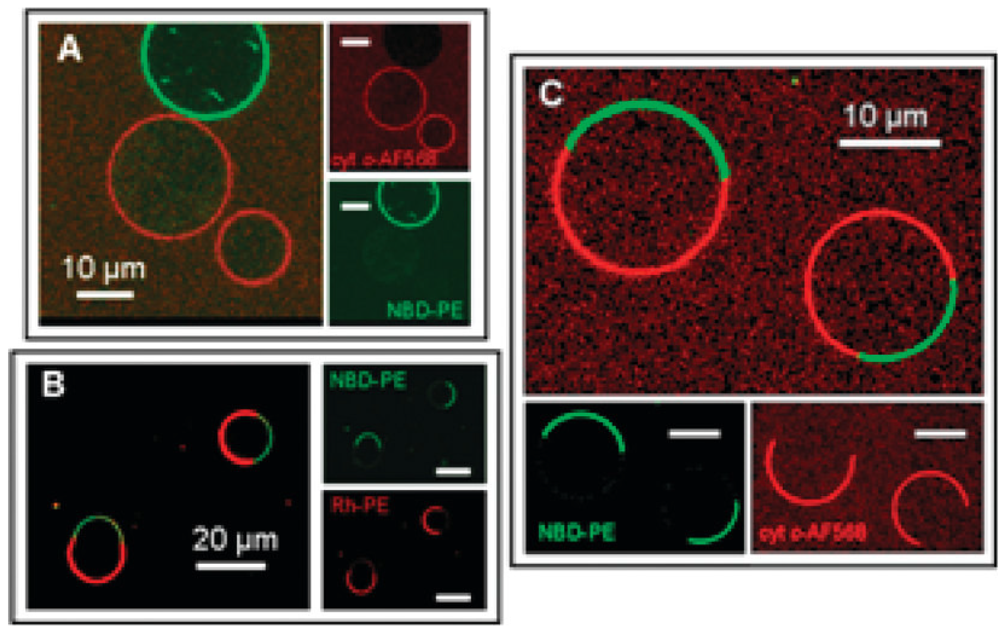 Biomolecules 15 00198 g021 Biomolecules 15 00198 g021