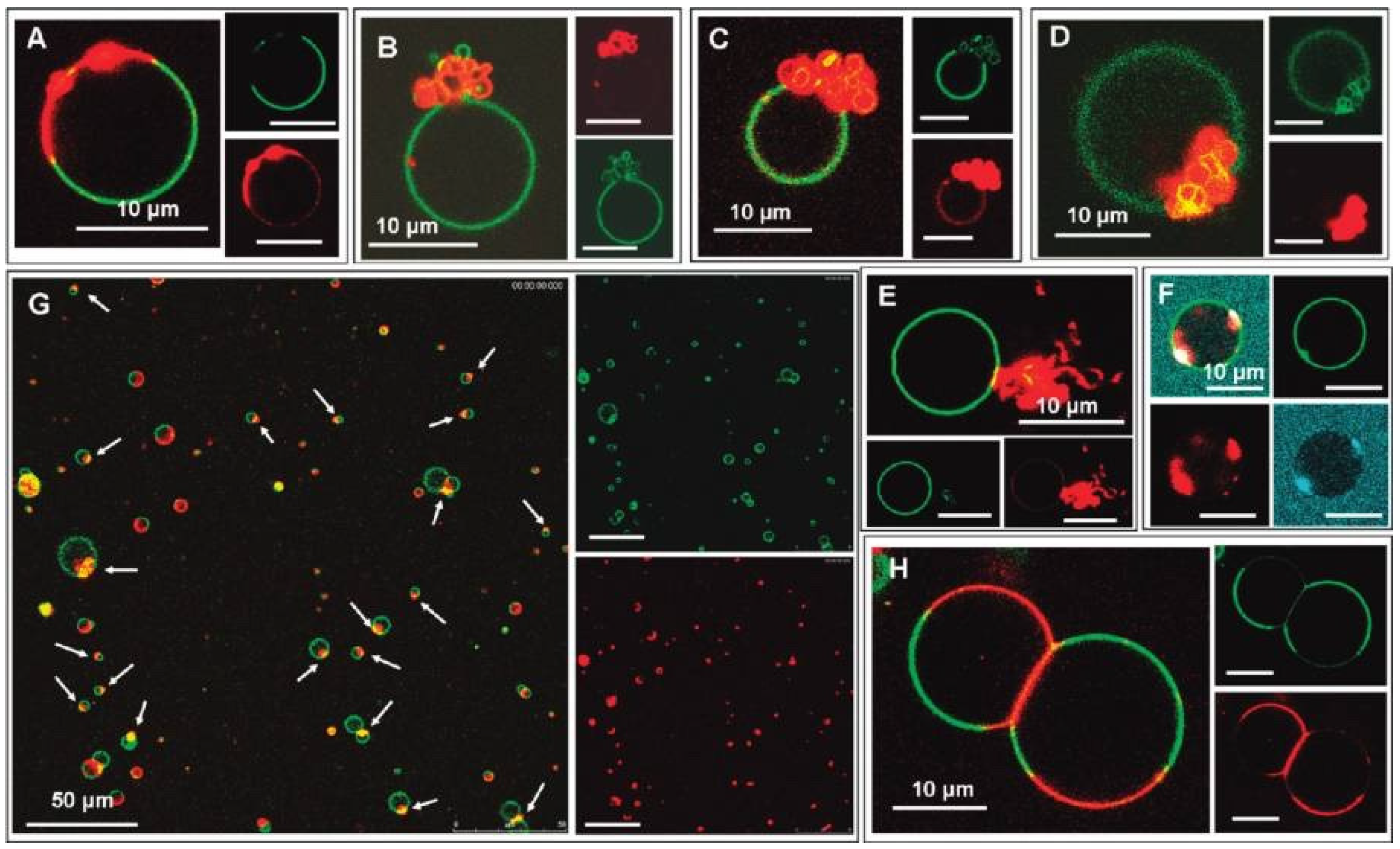 Biomolecules 15 00198 g022 Biomolecules 15 00198 g022