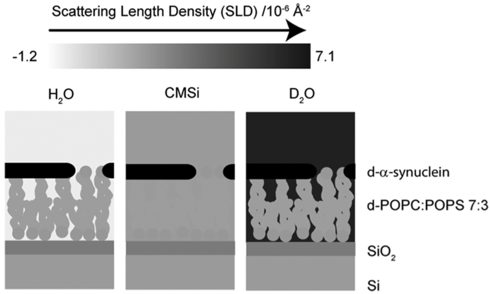 Biomolecules 15 00198 g029 Biomolecules 15 00198 g029