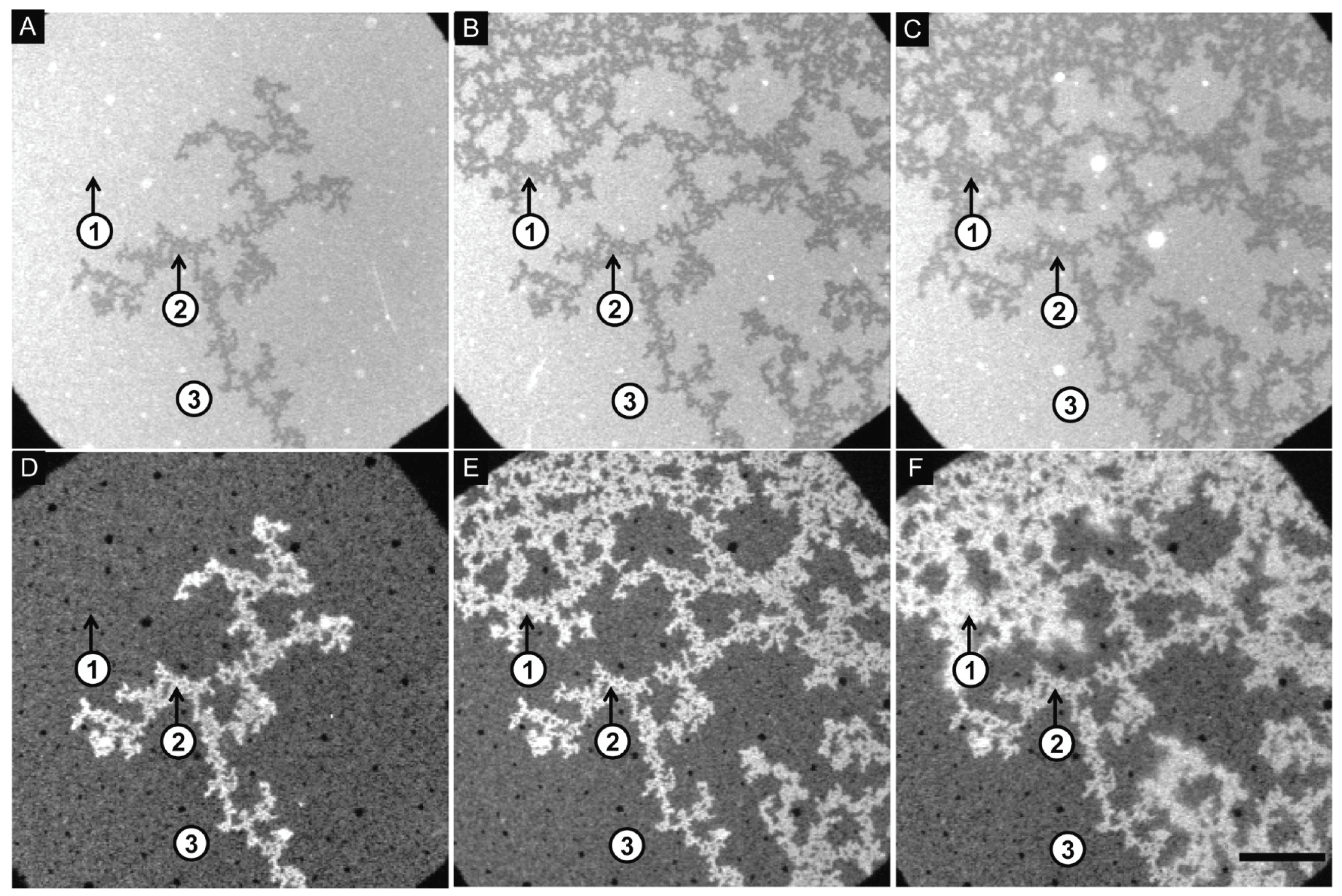 Biomolecules 15 00198 g037 Biomolecules 15 00198 g037