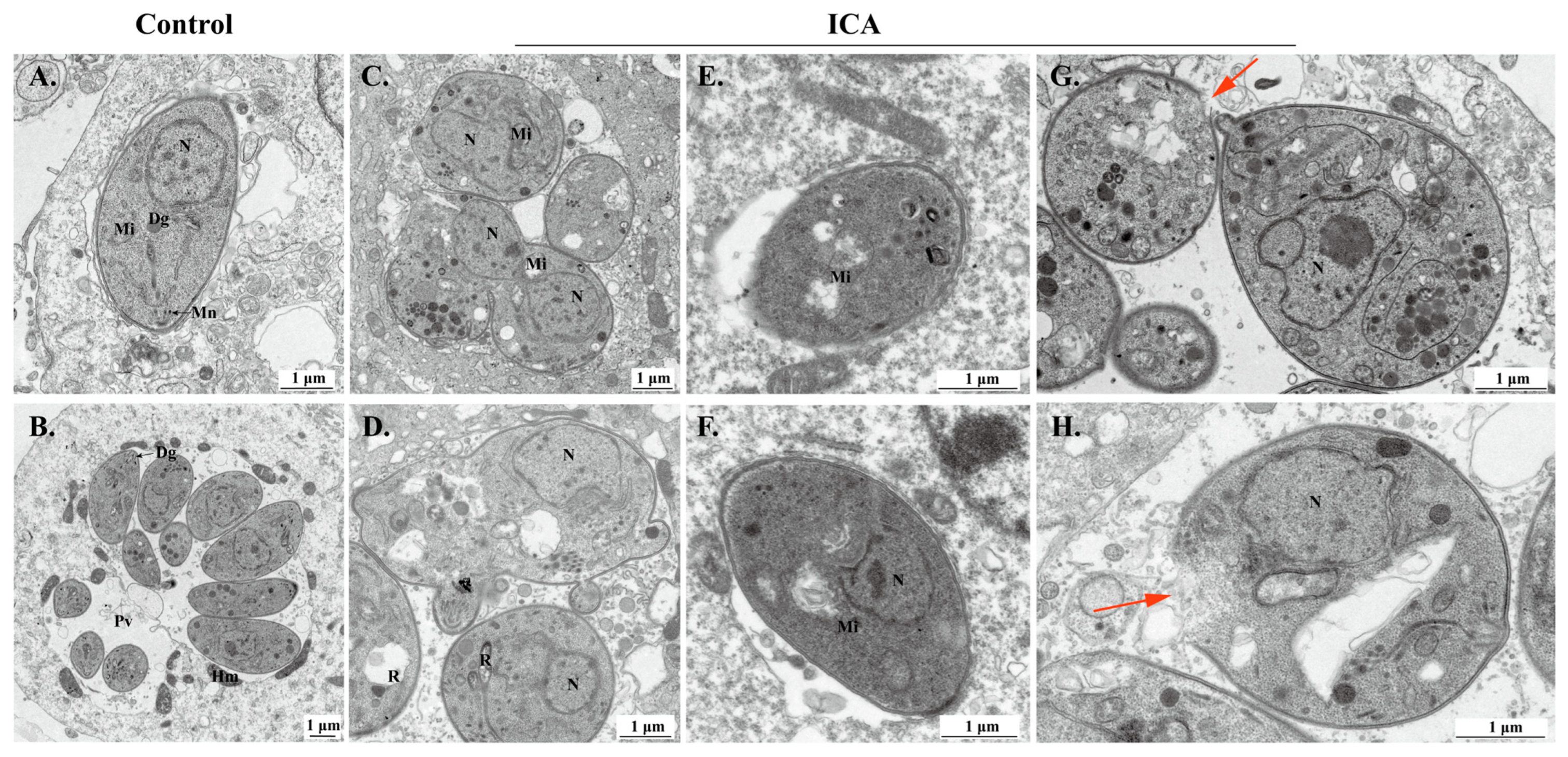 Biomolecules 15 00202 g004