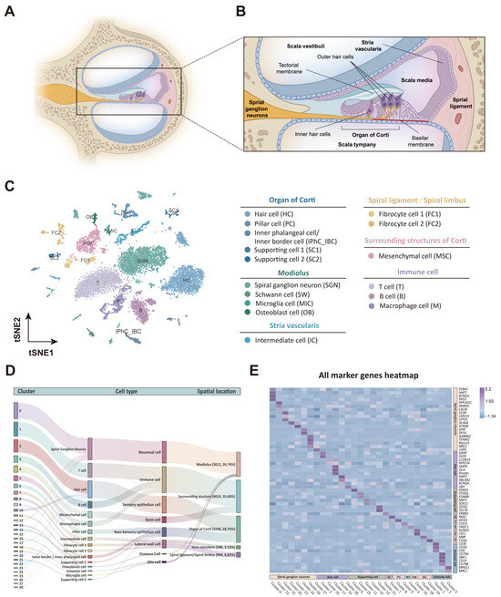 Single-Cell Landscape of the Cochlea Revealed Cell-Type
