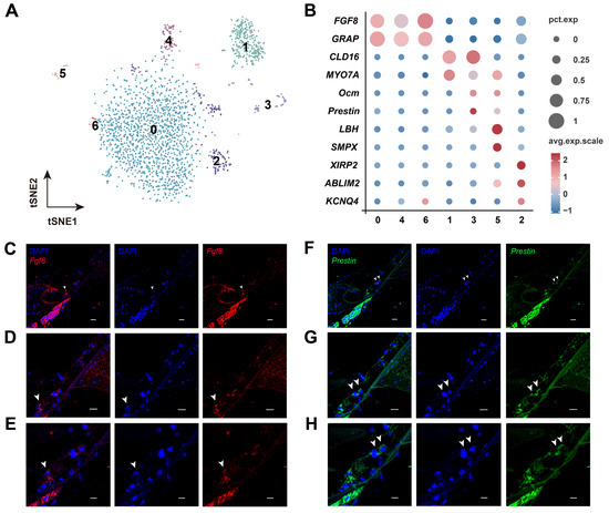 Single-Cell Landscape of the Cochlea Revealed Cell-Type