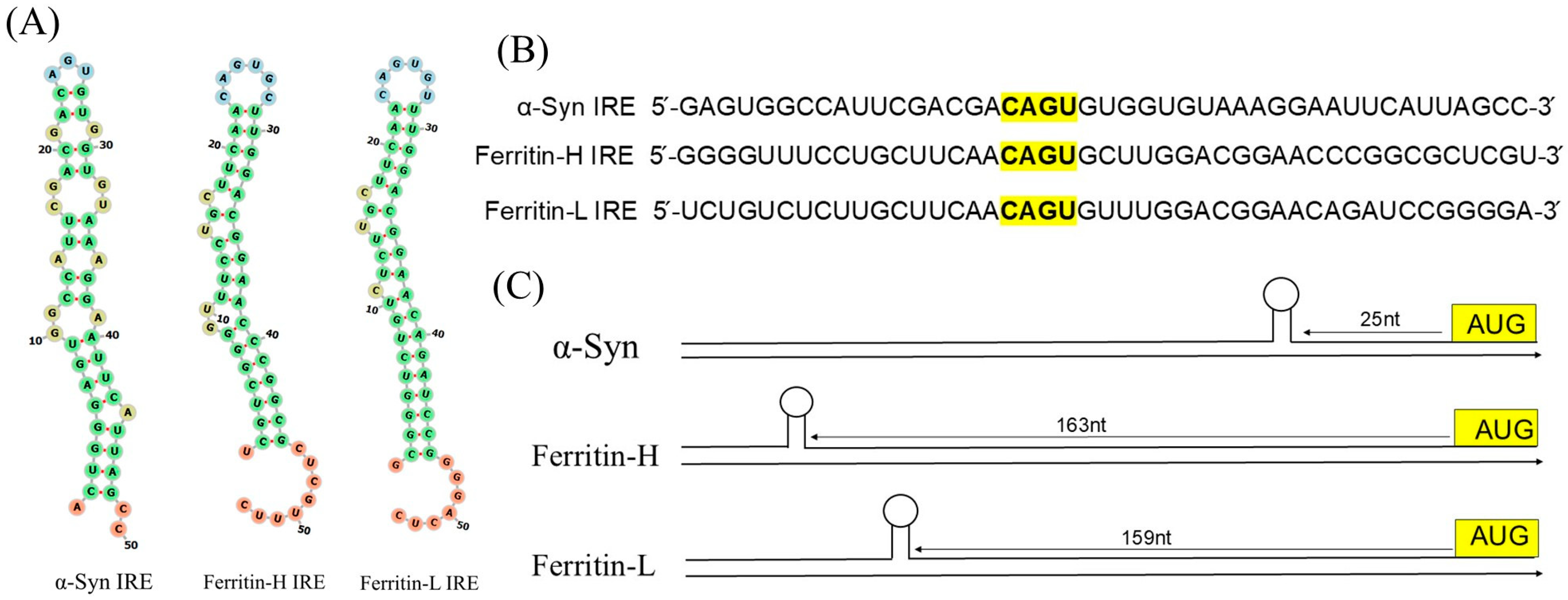Biomolecules 15 00214 g001