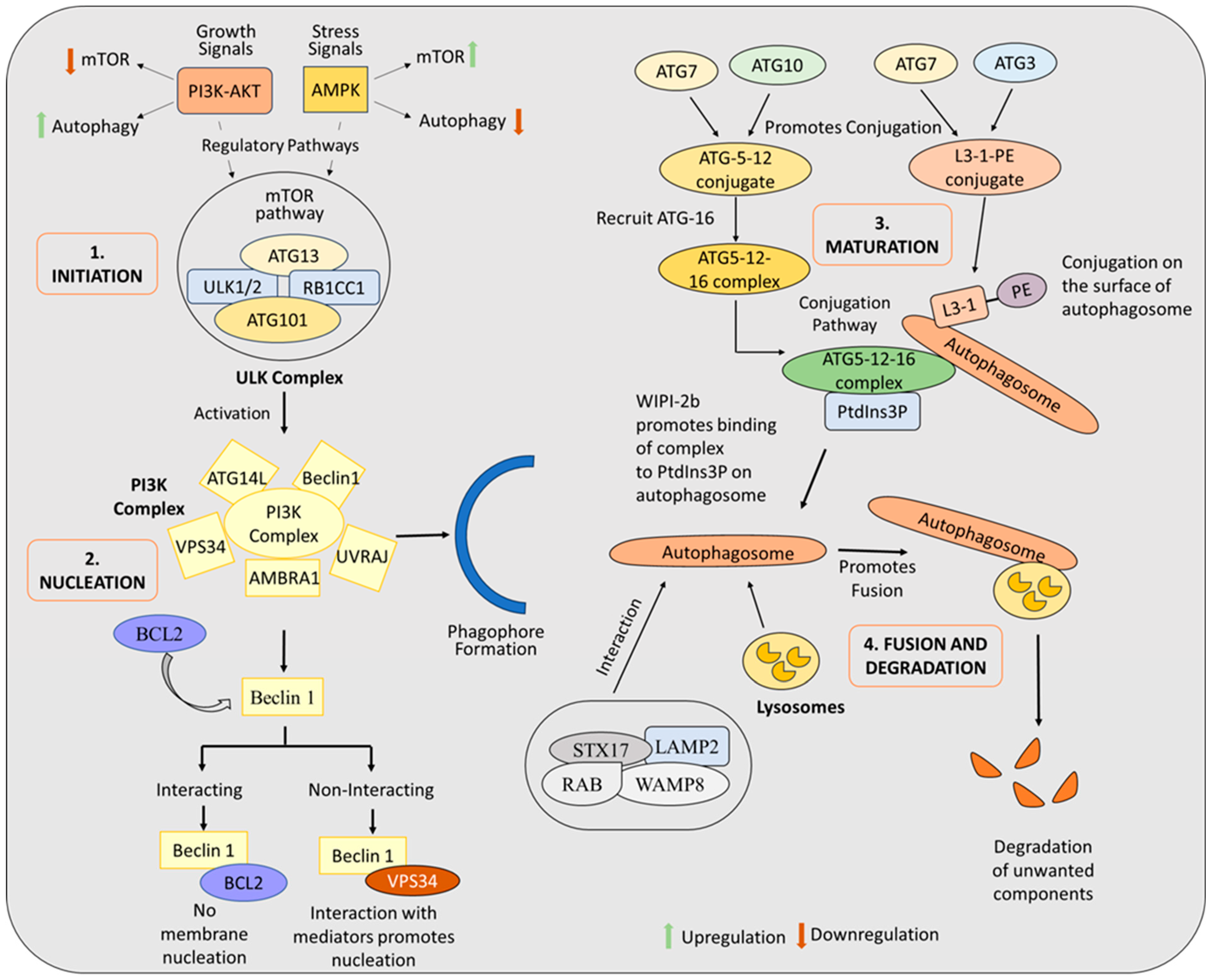 Biomolecules 15 00215 g001