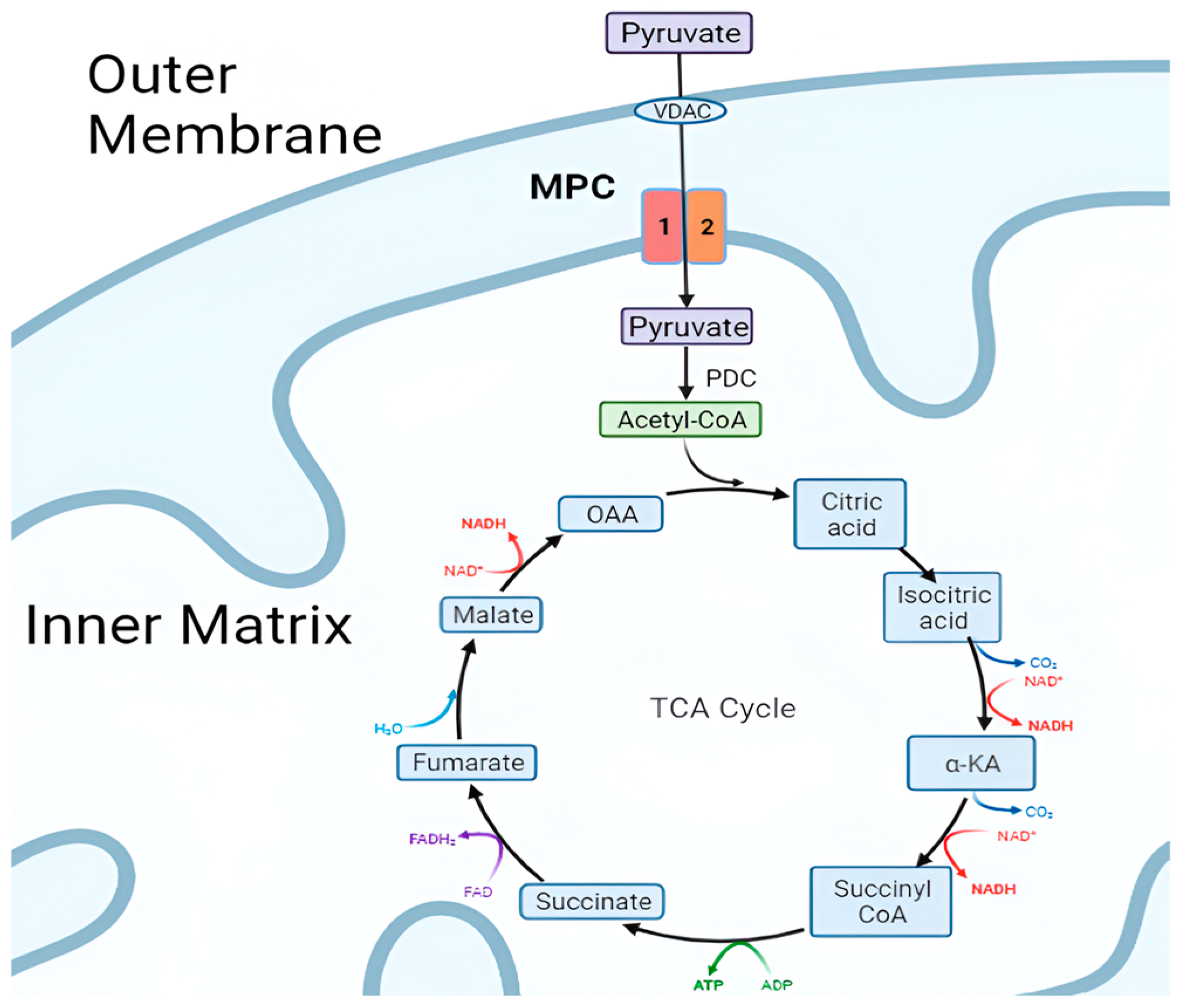 Biomolecules 15 00223 g001 Biomolecules 15 00223 g001