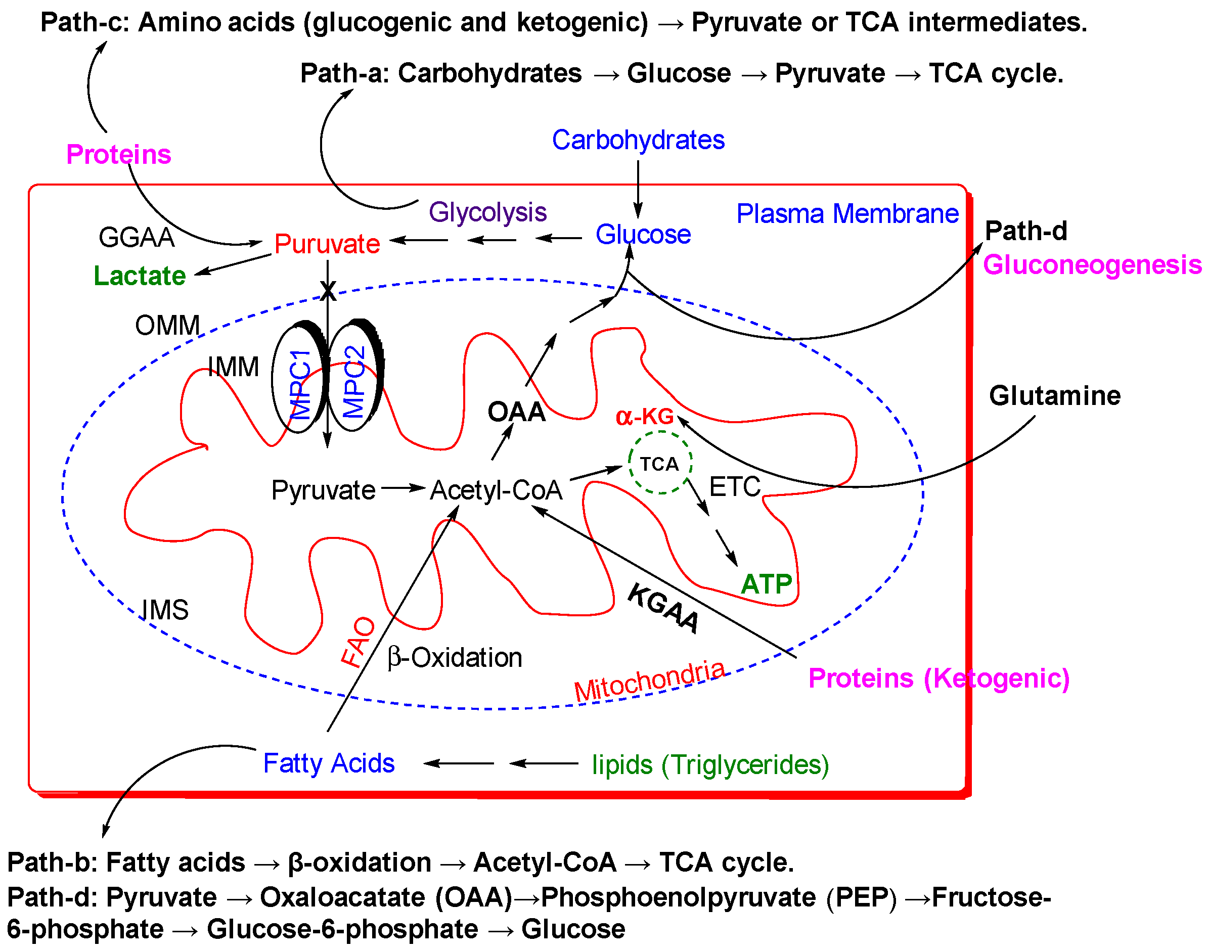 Biomolecules 15 00223 g002 Biomolecules 15 00223 g002