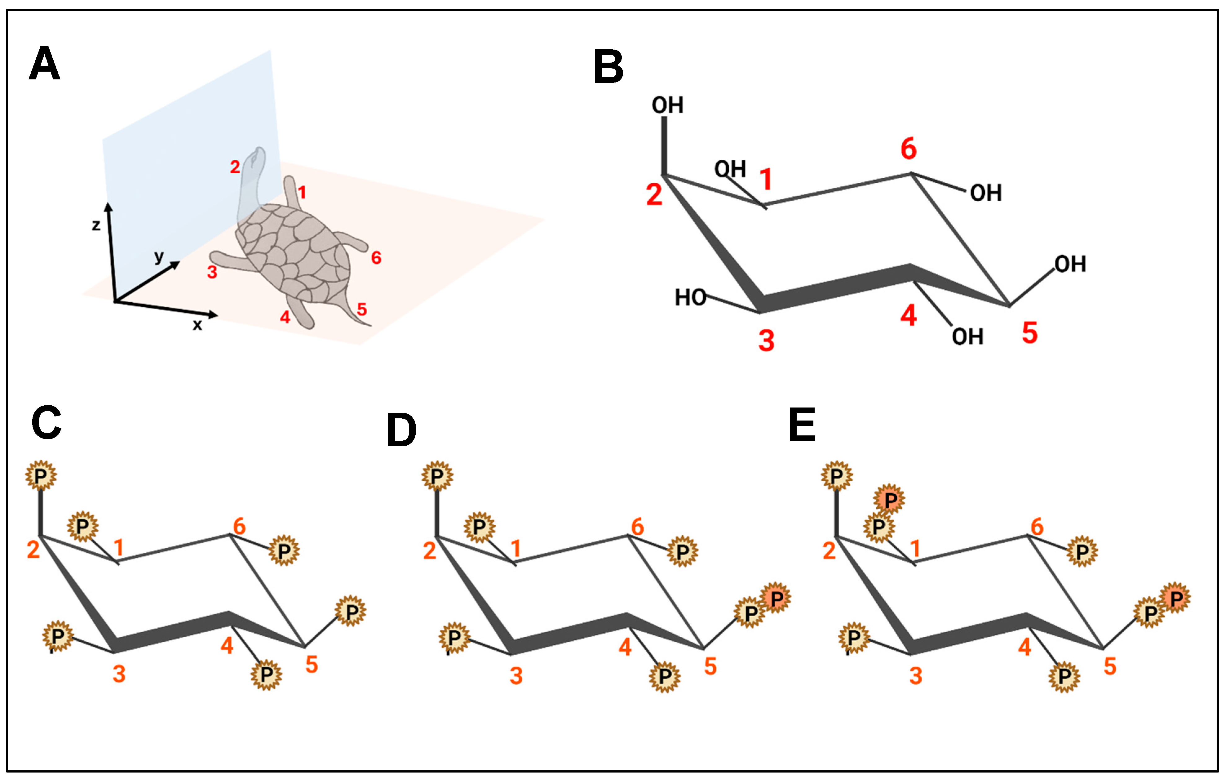 Biomolecules 15 00225 g001 Biomolecules 15 00225 g001