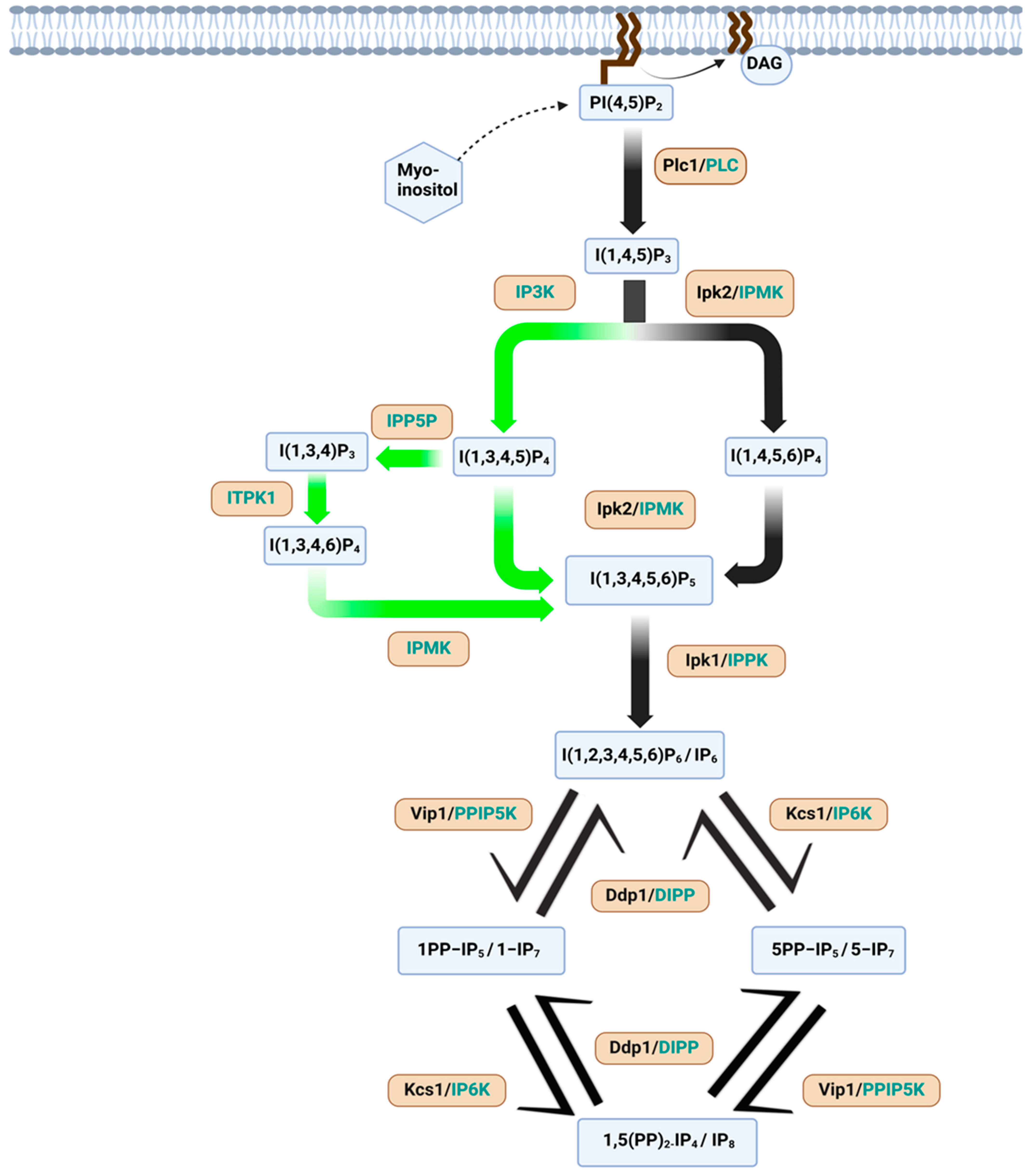 Biomolecules 15 00225 g002 Biomolecules 15 00225 g002