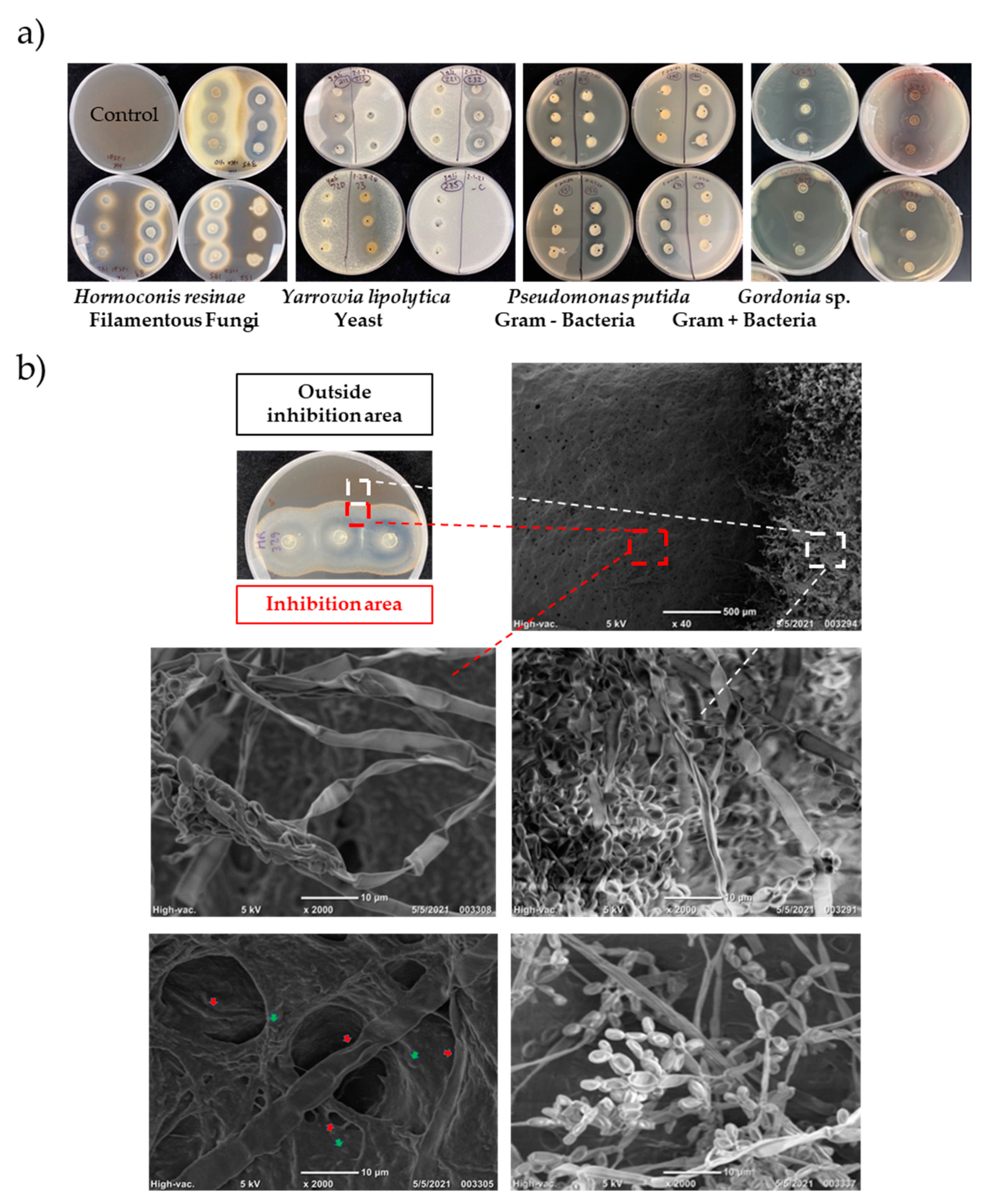 Biomolecules 15 00227 g001