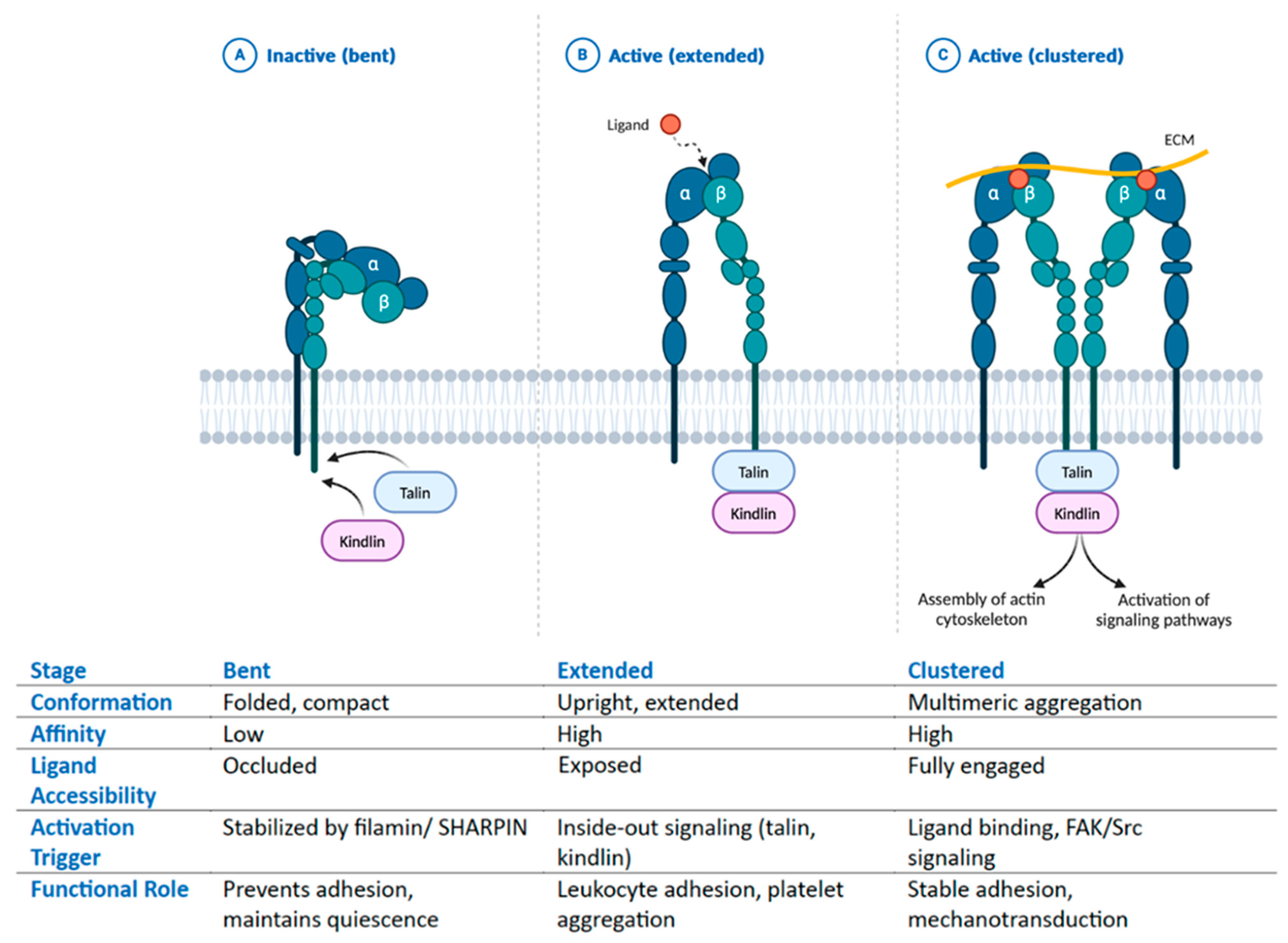 Biomolecules 15 00233 g001 Biomolecules 15 00233 g001