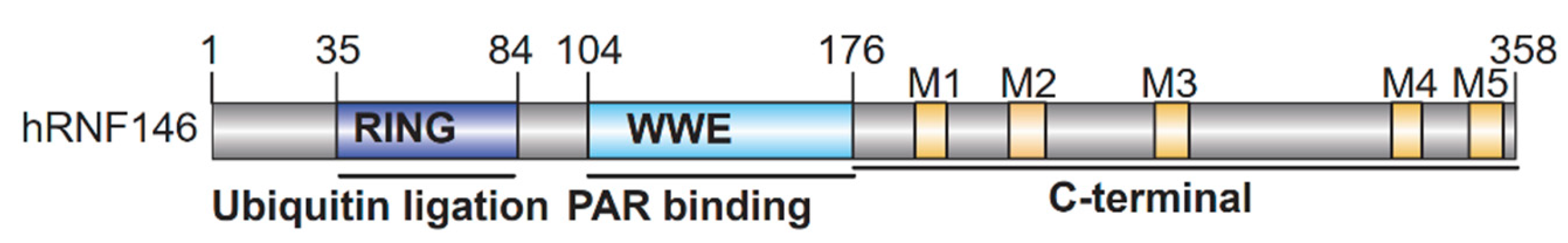 Biomolecules 15 00237 g002