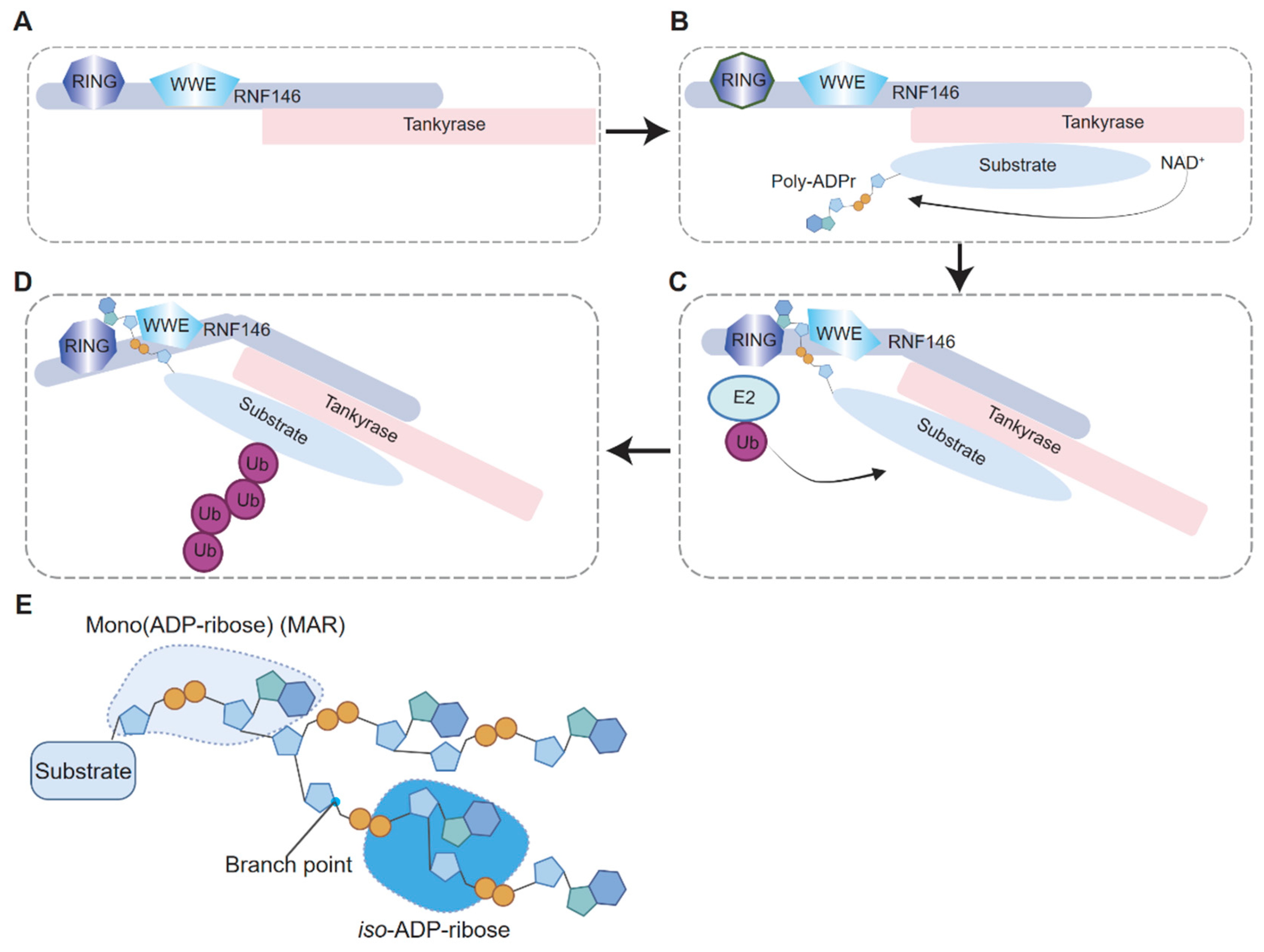 Biomolecules 15 00237 g003