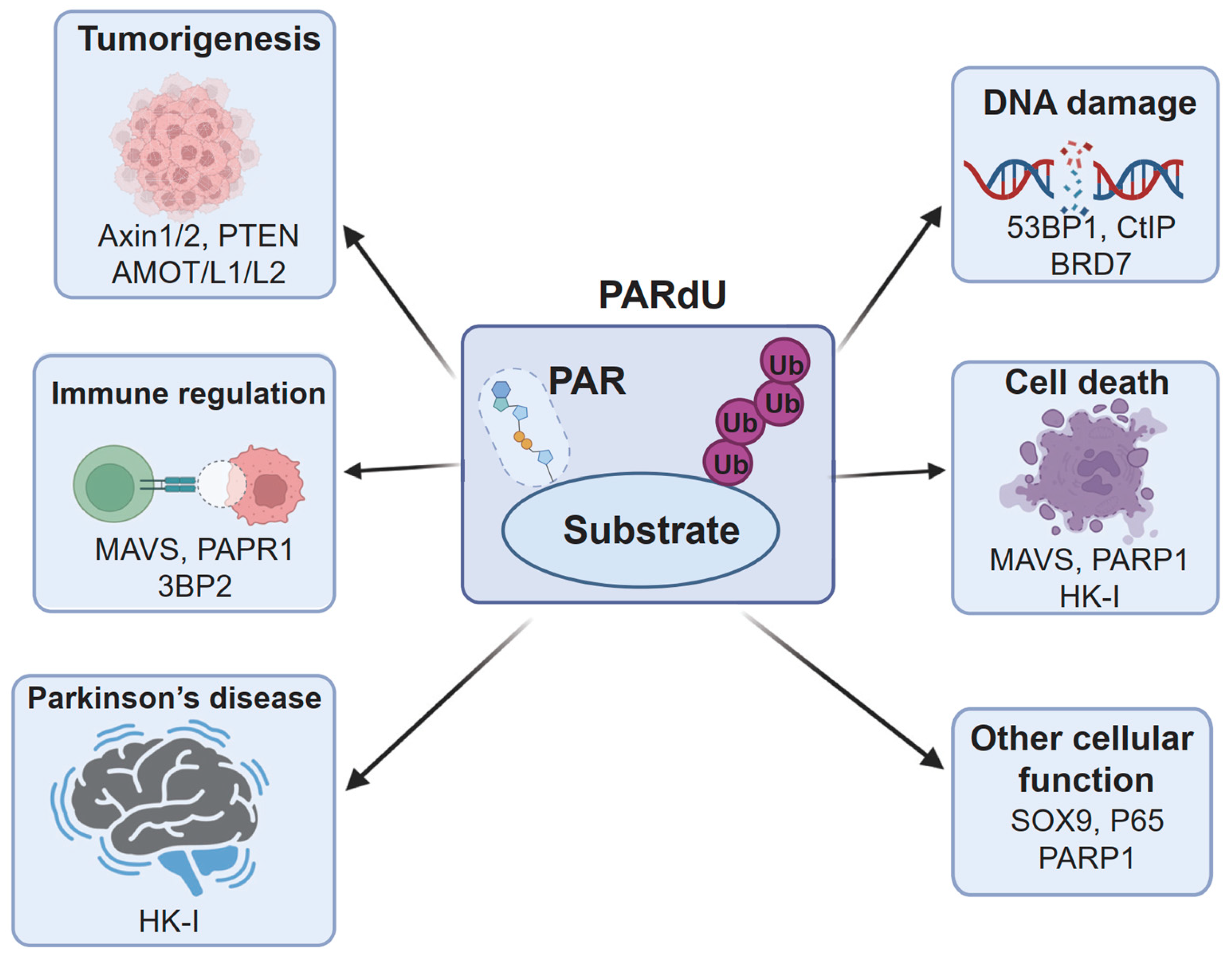 Biomolecules 15 00237 g004