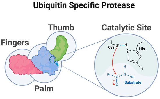 Ubiquitin-Specific Protease Inhibitors for Cancer Therapy