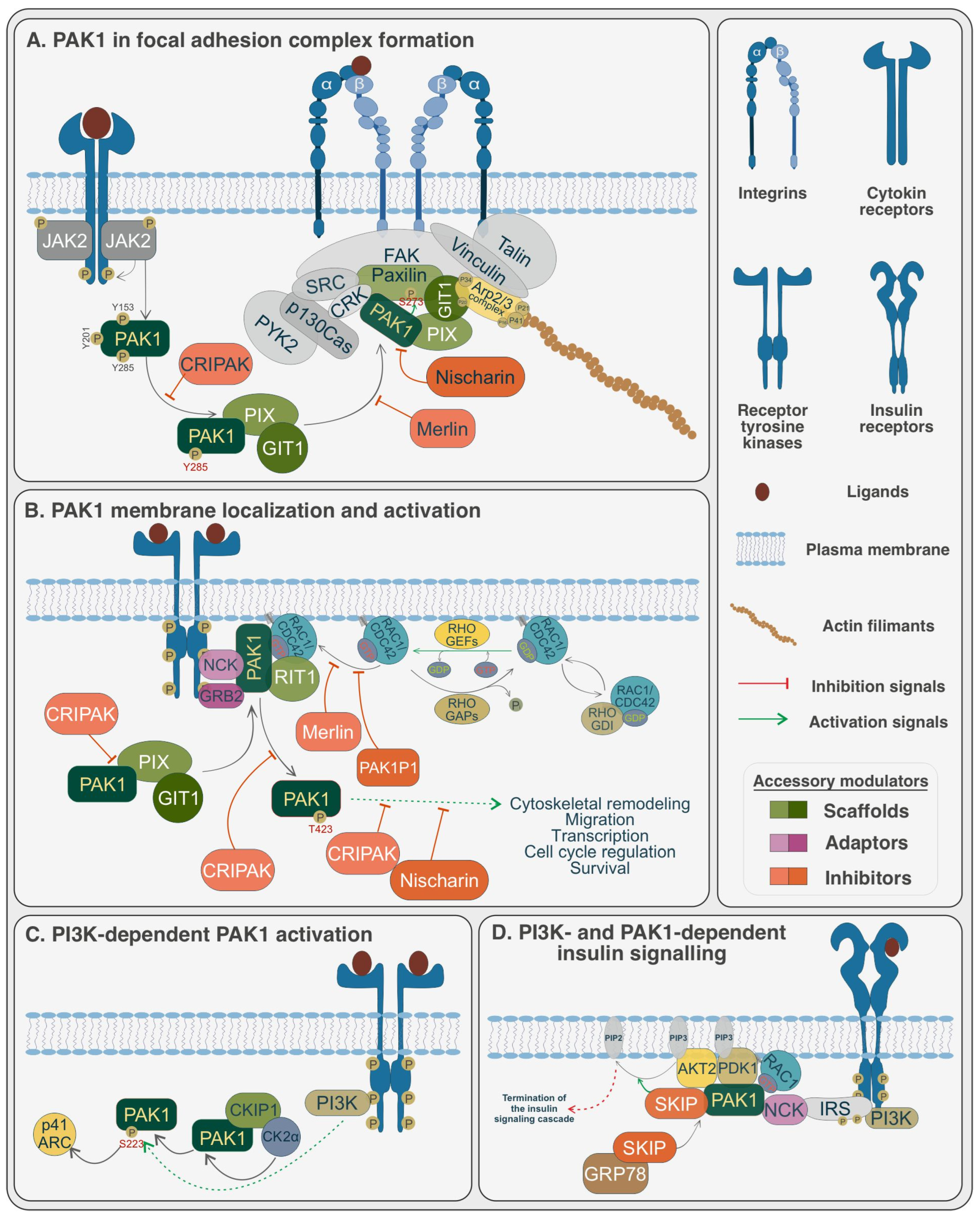 Modulating PAK1: Accessory Proteins as Promising Therapeutic Modulating PAK1: Accessory Proteins as Promising Therapeutic
