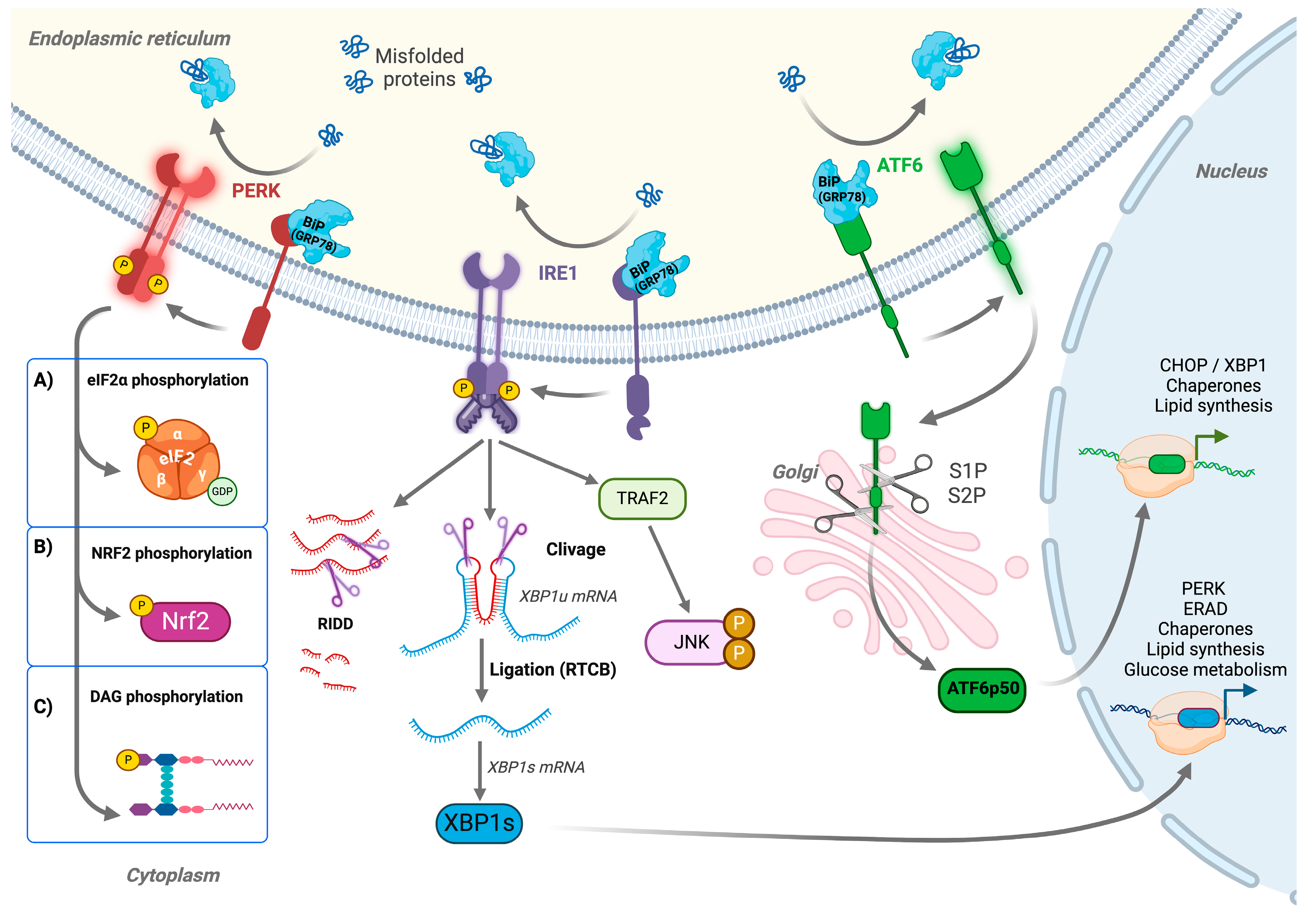 Biomolecules 15 00248 g001
