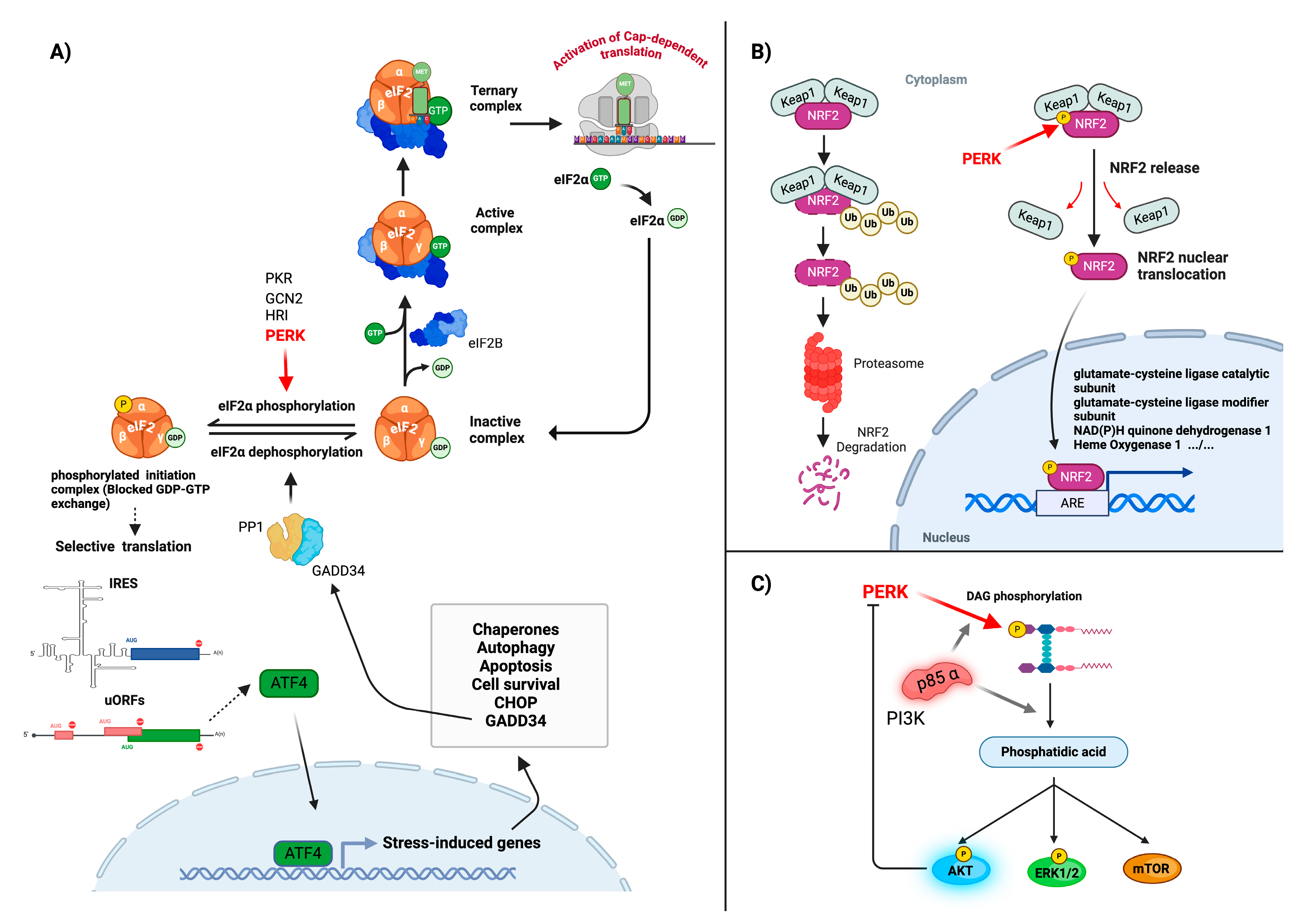 Biomolecules 15 00248 g002