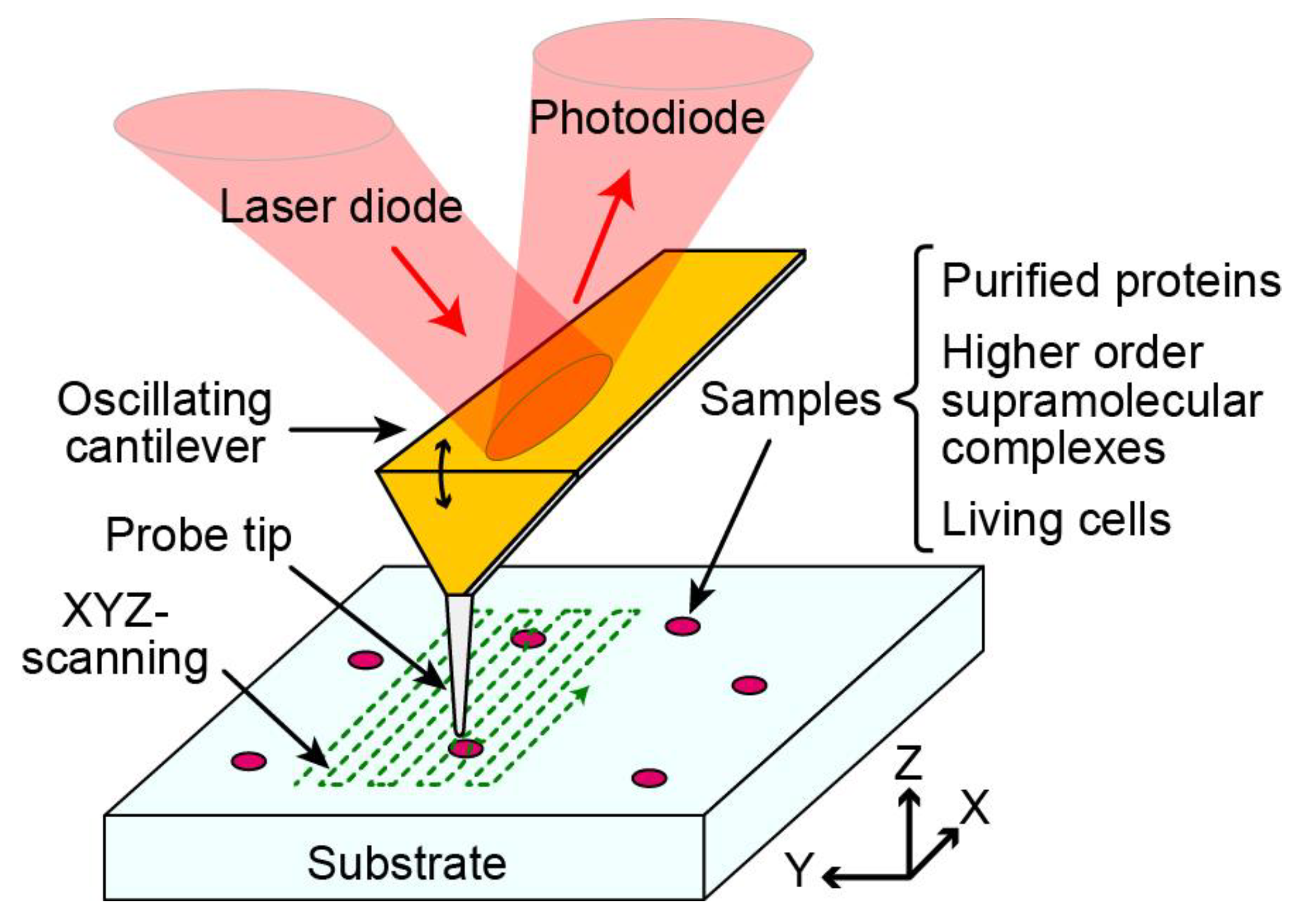 Biomolecules 15 00257 g001 Biomolecules 15 00257 g001