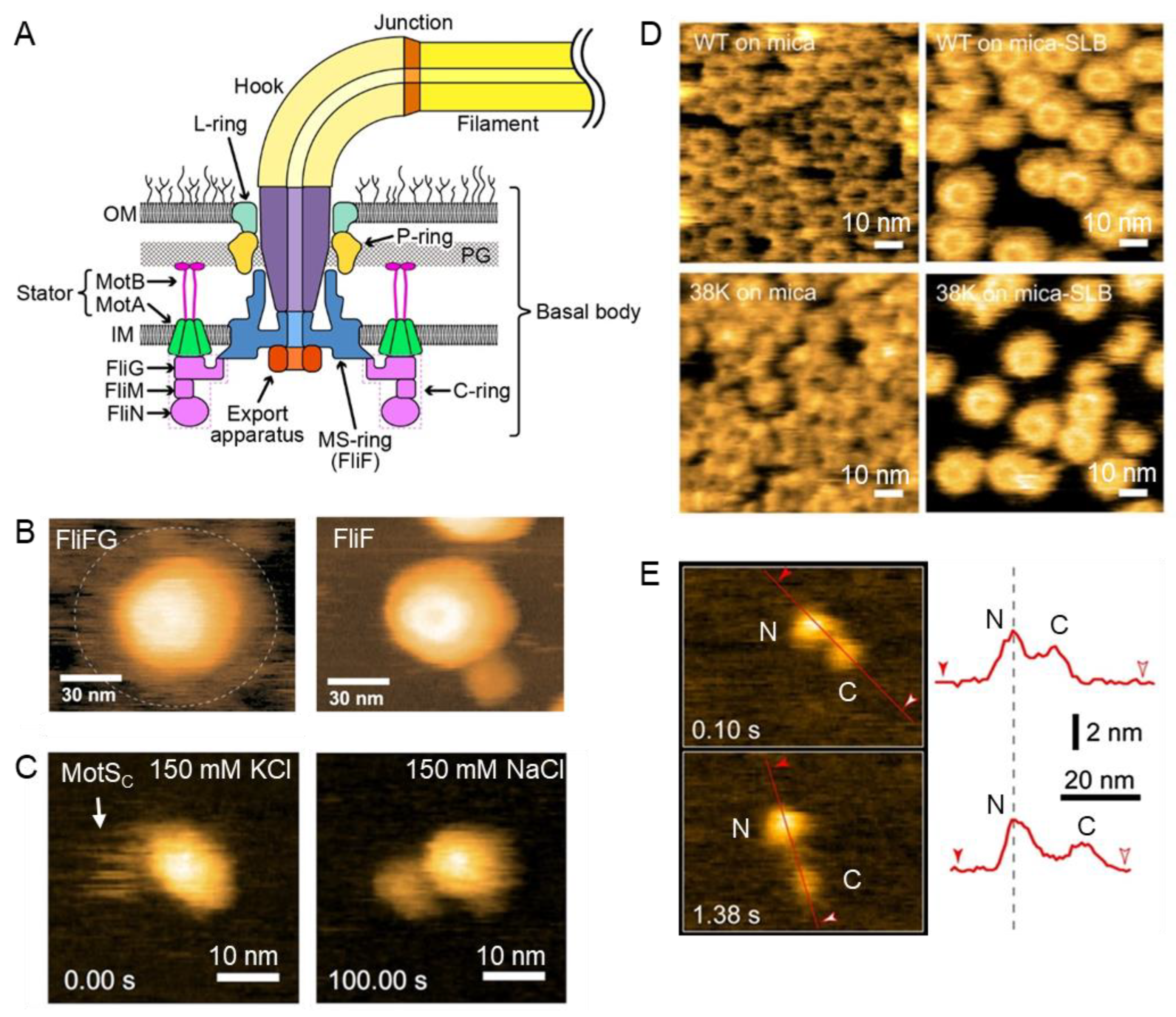 Biomolecules 15 00257 g002 Biomolecules 15 00257 g002
