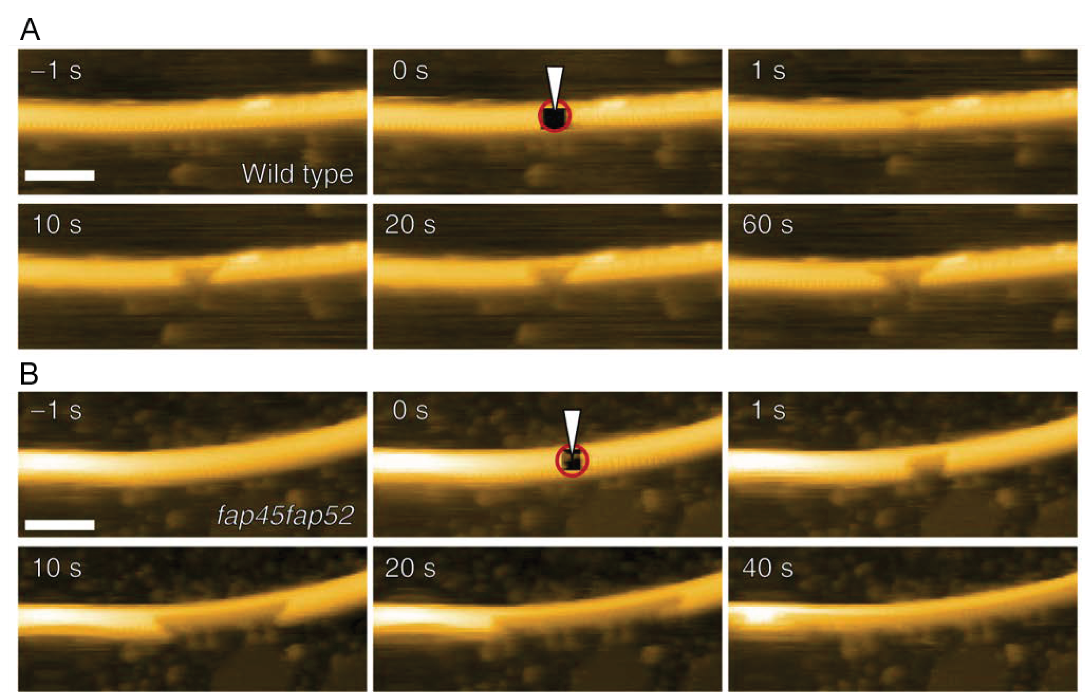 Biomolecules 15 00257 g003 Biomolecules 15 00257 g003