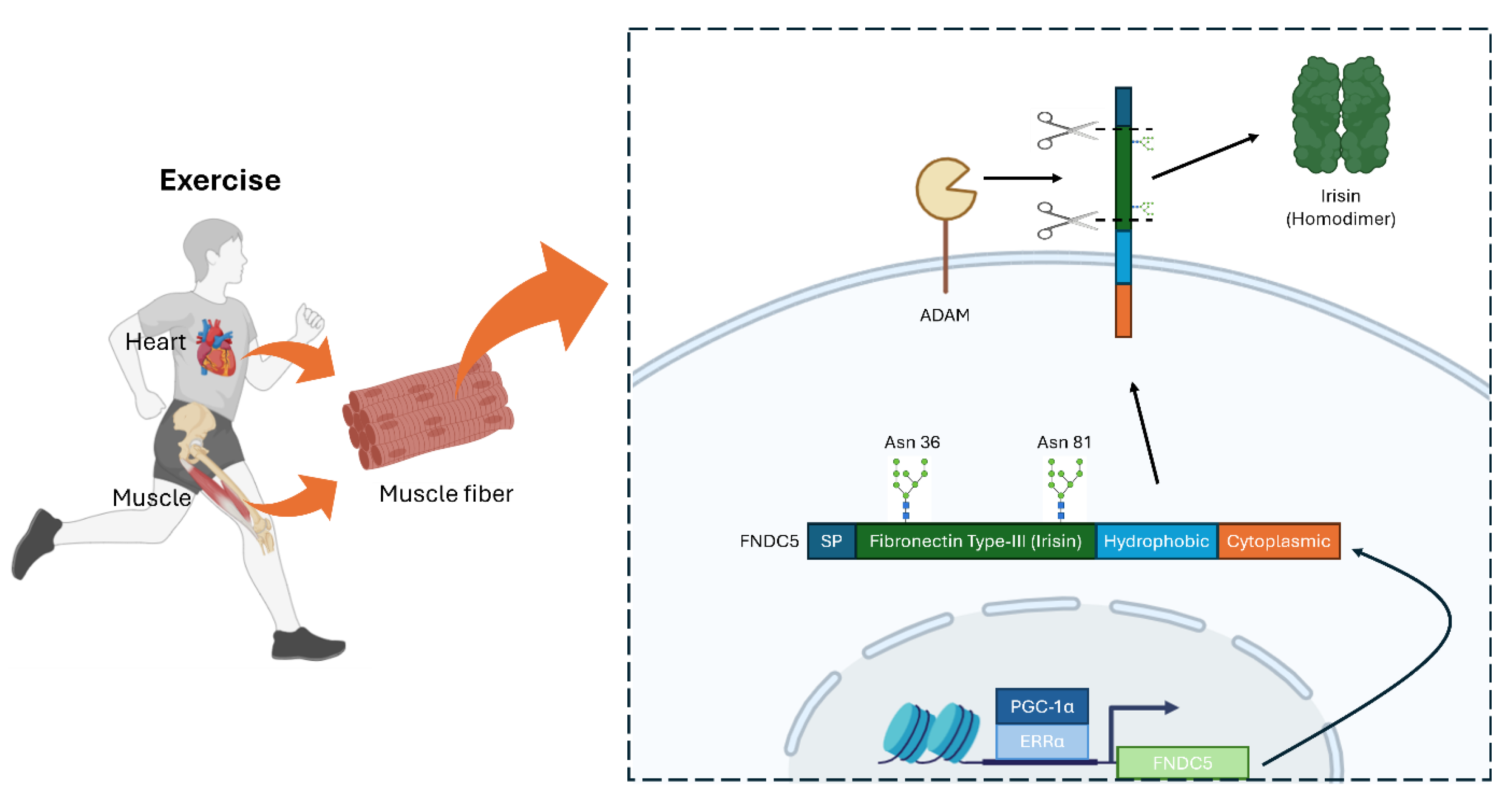 Biomolecules 15 00261 g002