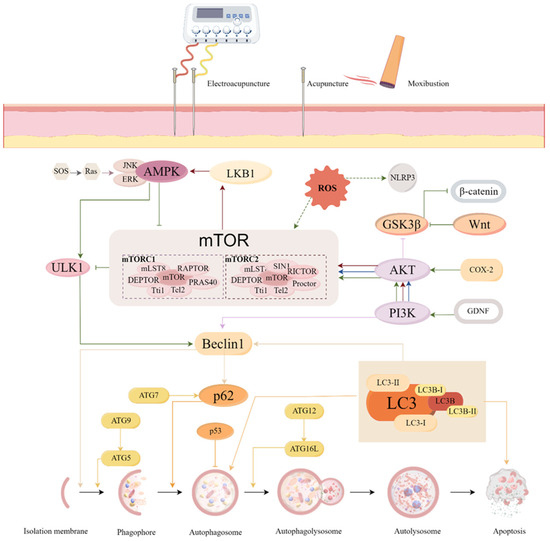 The Mechanism of Acupuncture Regulating Autophagy: Progress